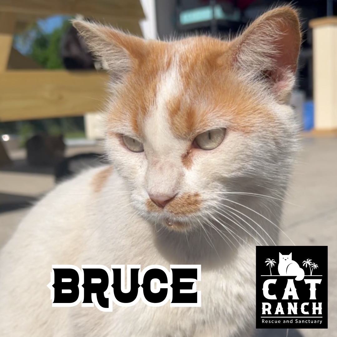 Adoptable Cats — The Cat Ranch