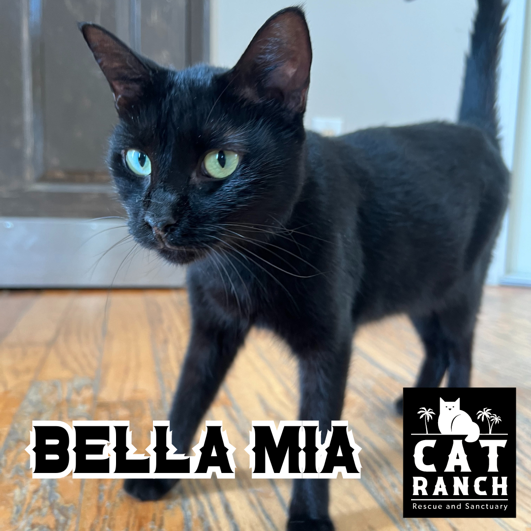 Adoptable Cats — The Cat Ranch