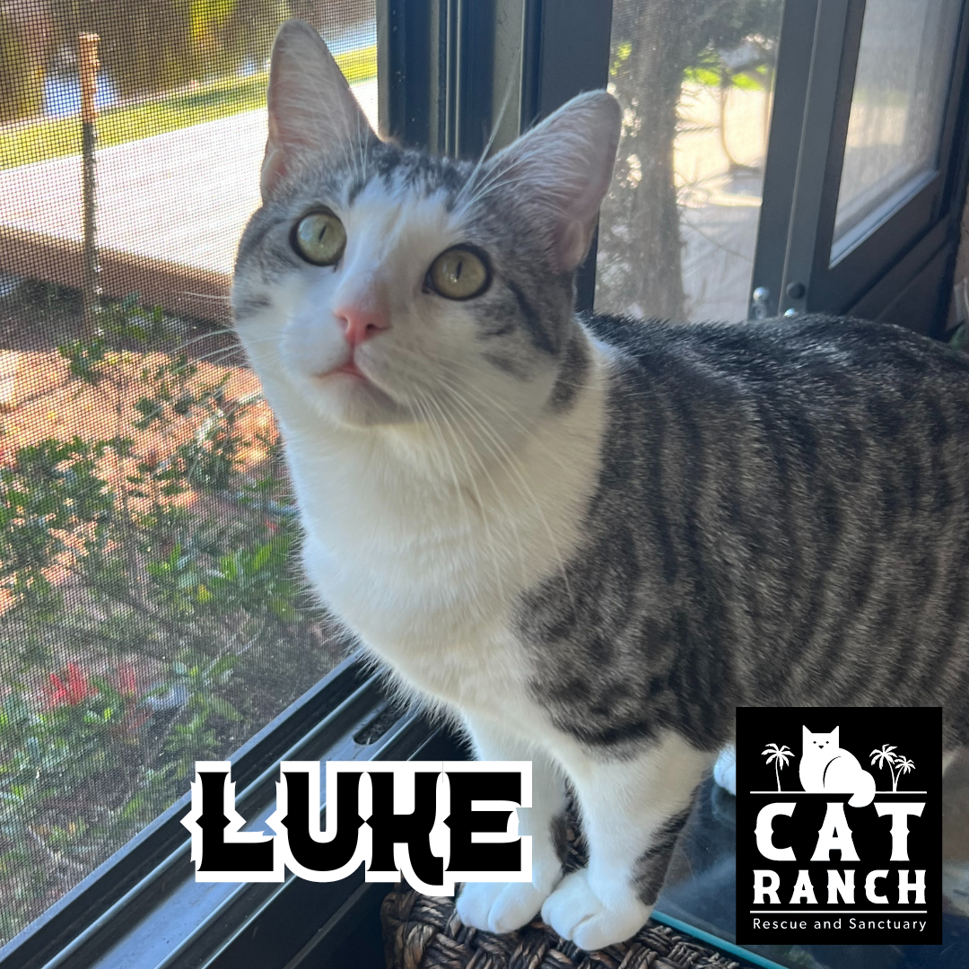 Adoptable Cats — The Cat Ranch
