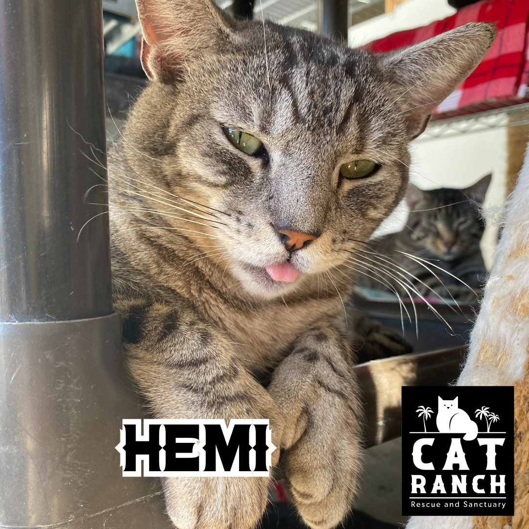 Adoptable Cats — The Cat Ranch