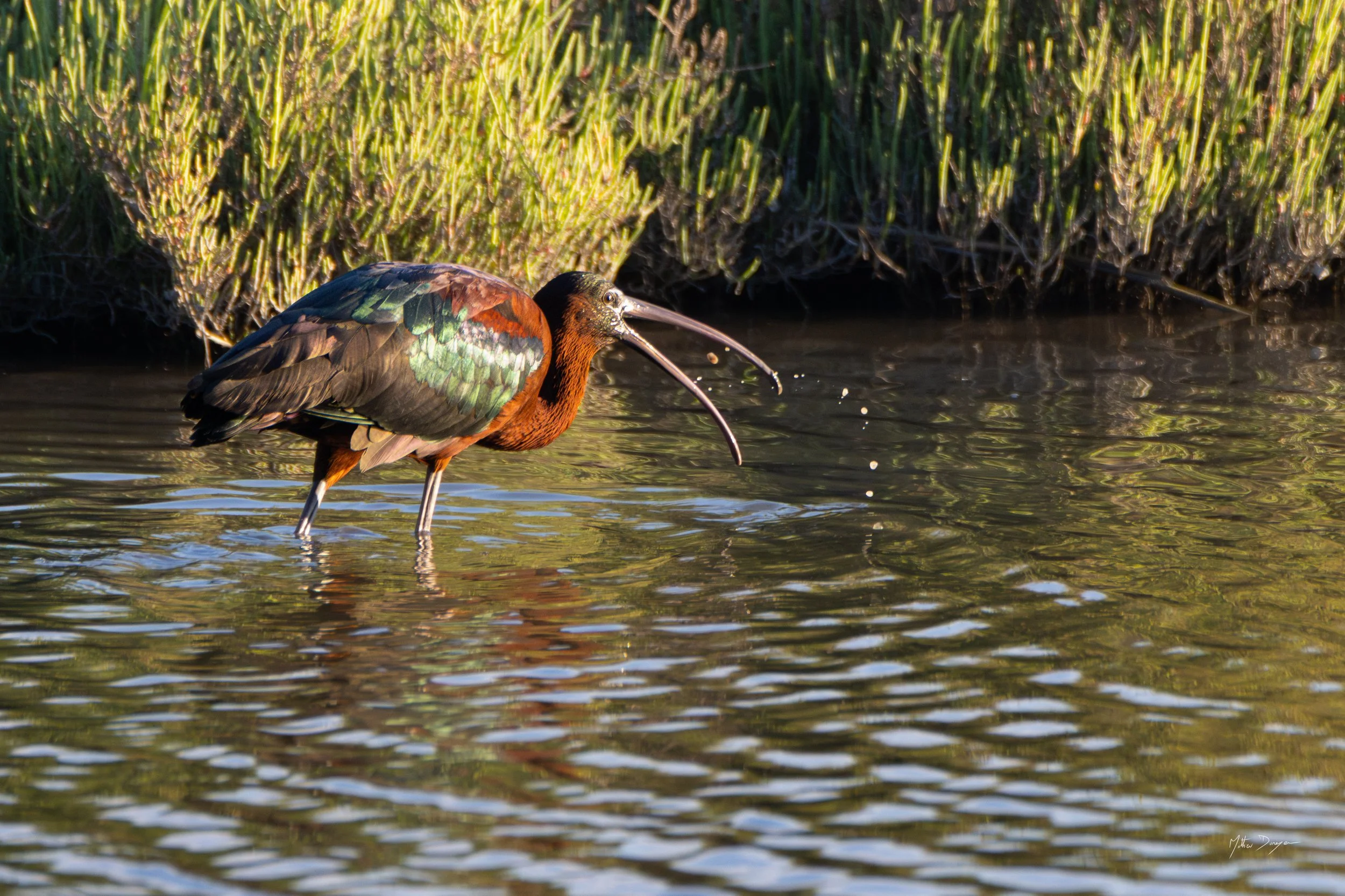 Ibis falcinelle en plein repas.jpg