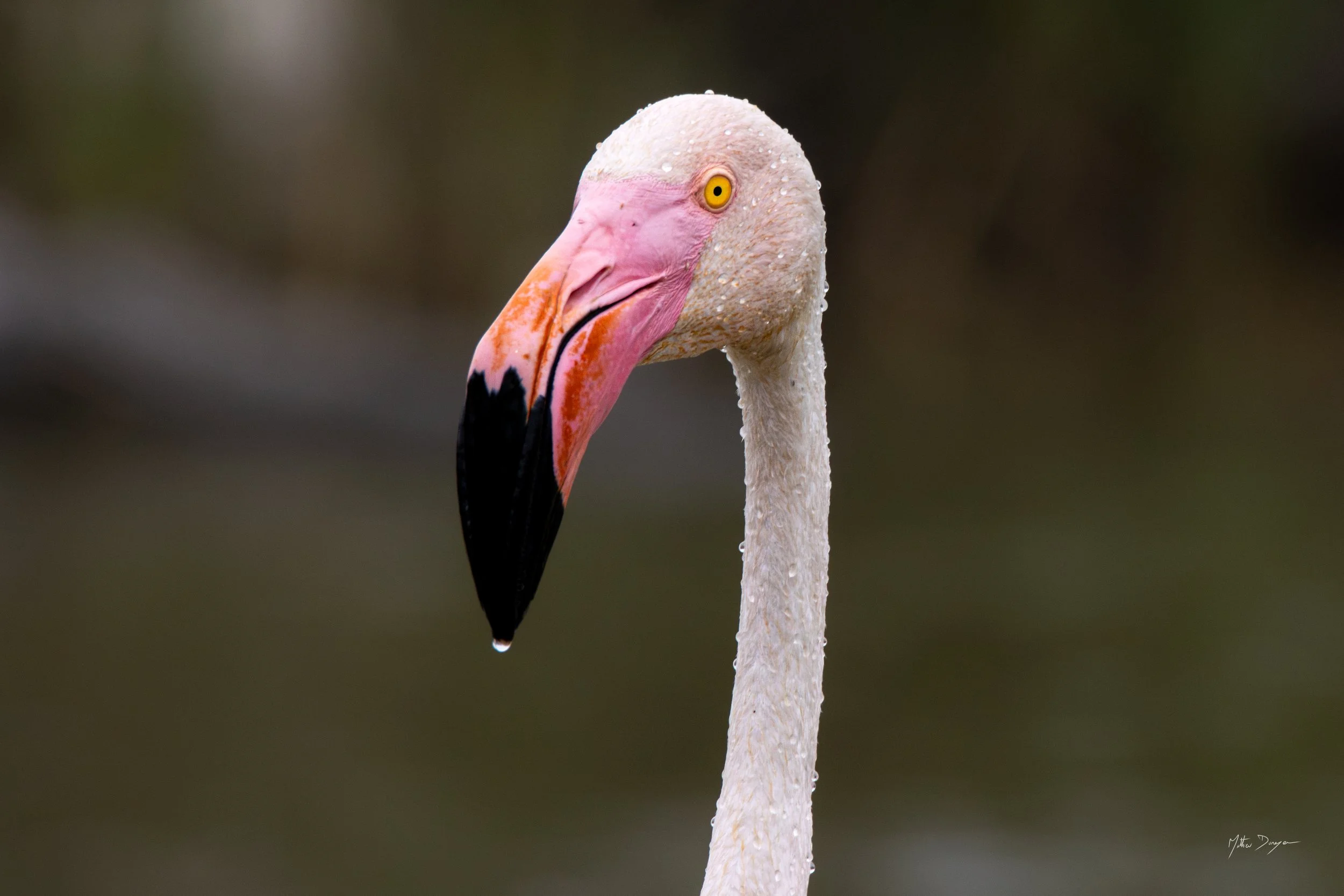 La goutte au bec.jpg