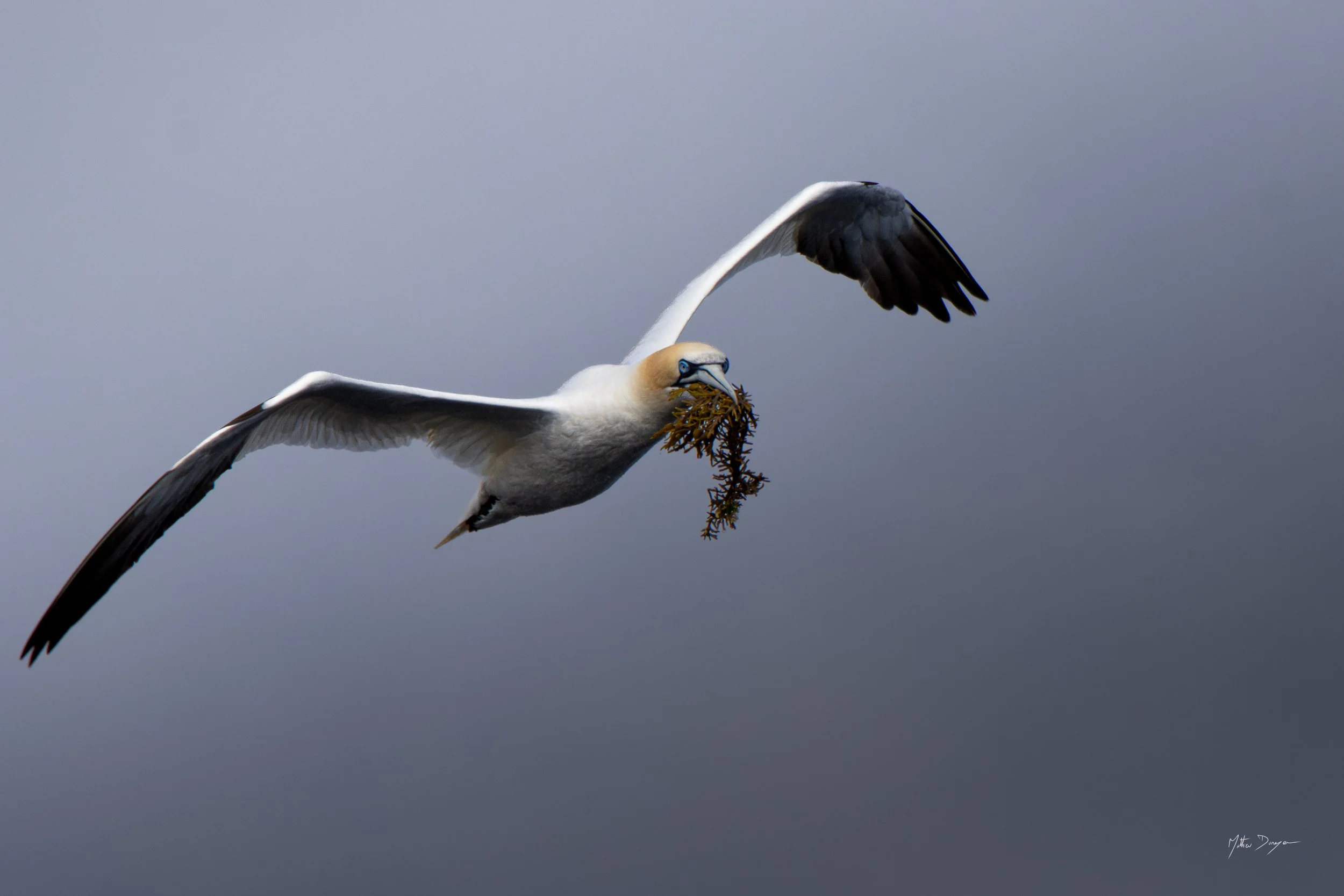 Fou ramenant ses algues.jpg