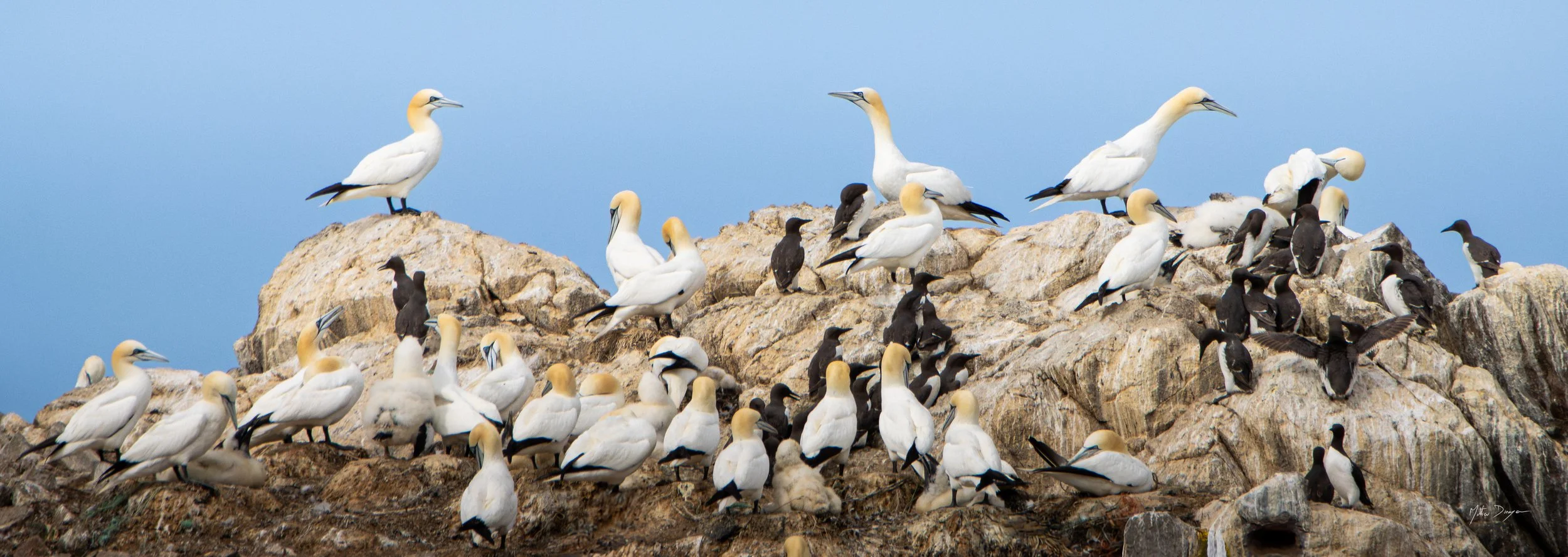 Colonie sur l'ile Rouzic.jpg