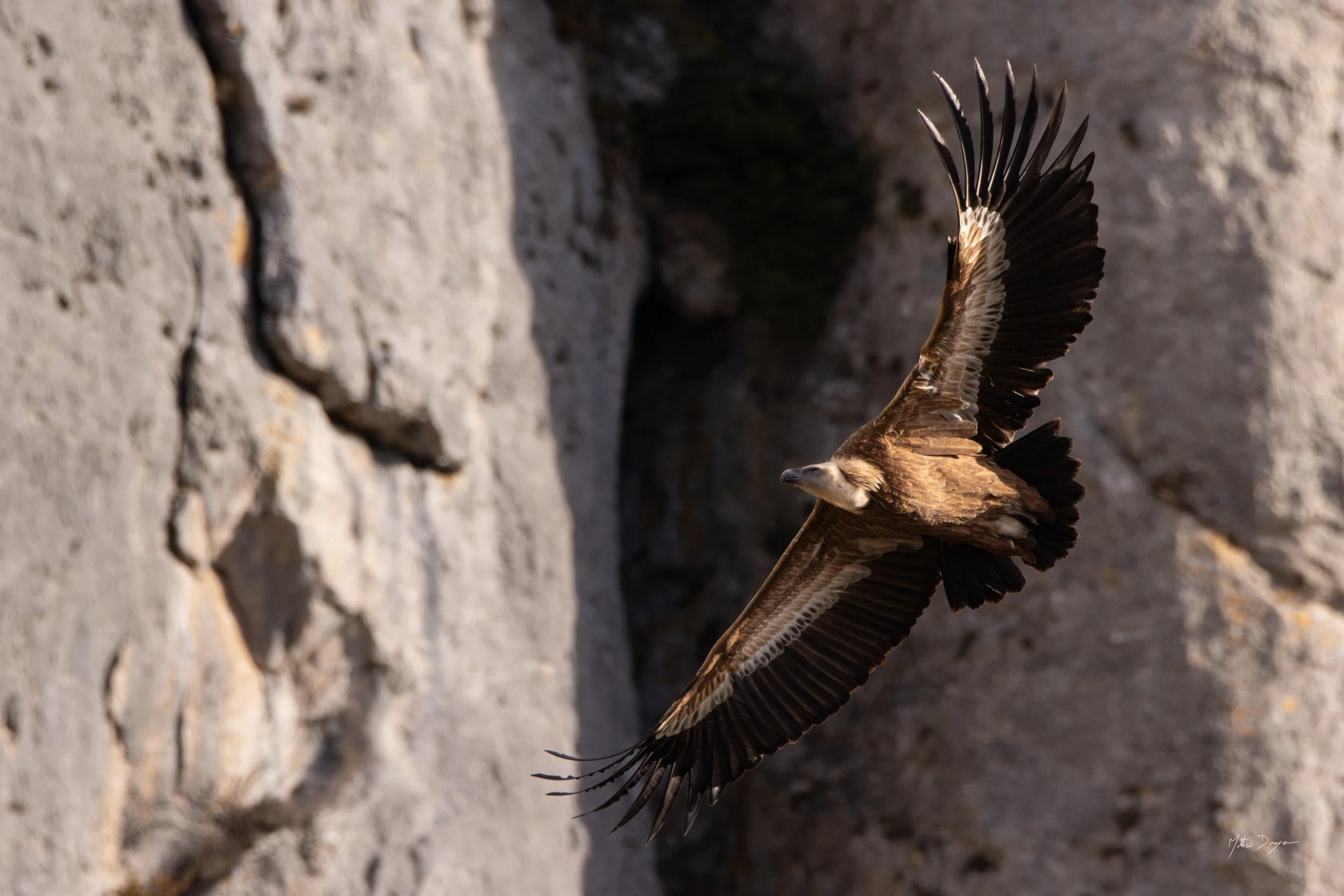 Vautour sur fond des Gorges du Tarn.jpg