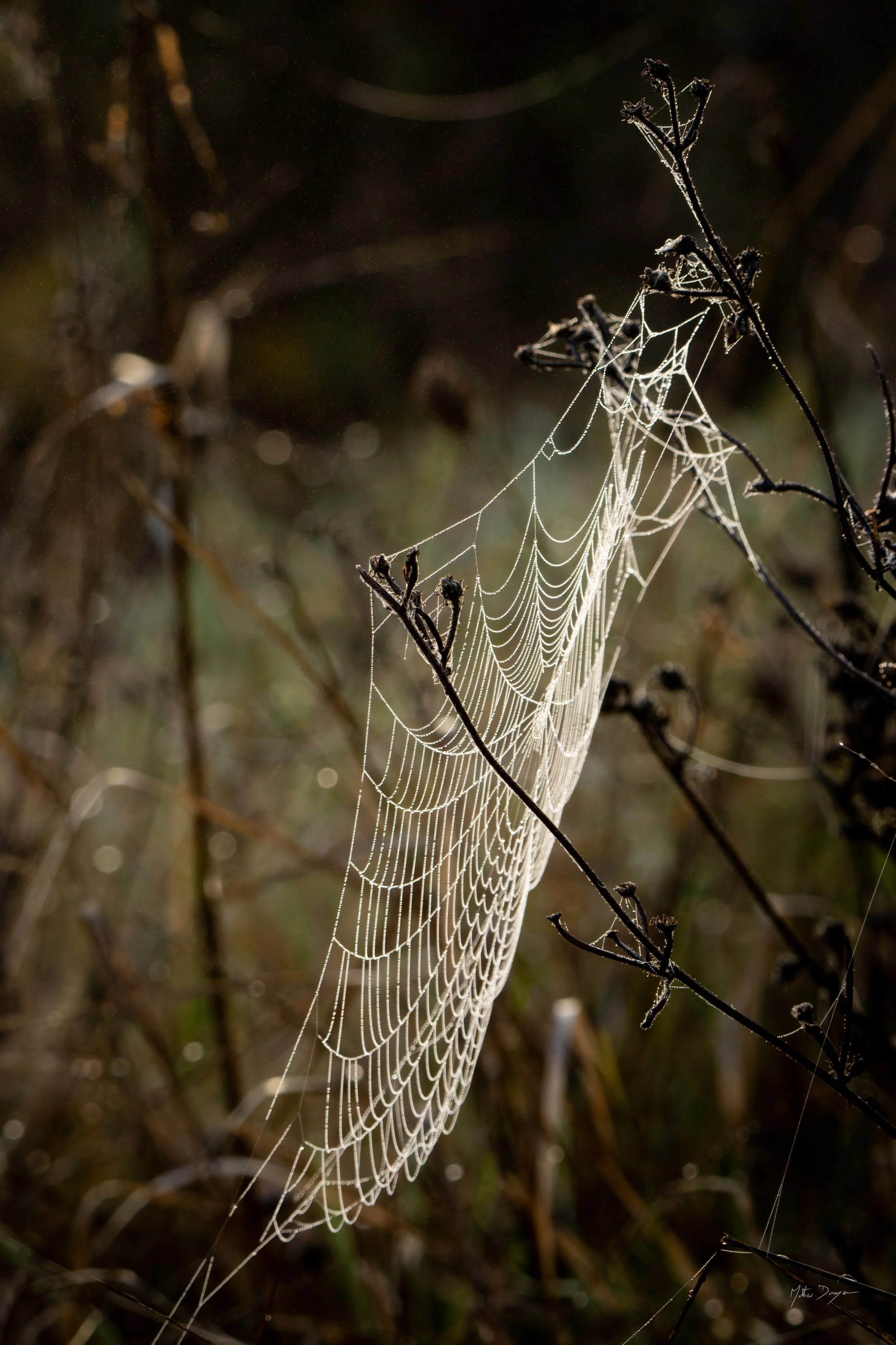 Toile d'araignée dans la brume du matin.jpg