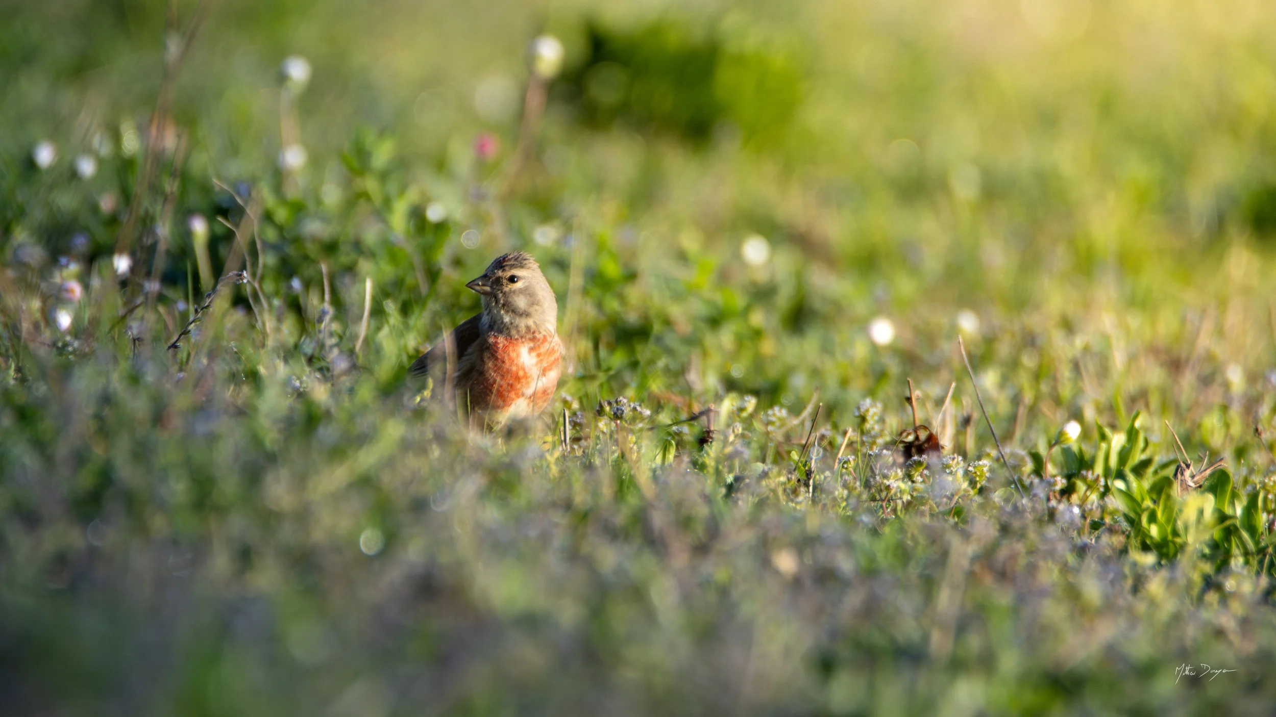 Linote mélodieuse dans l'herbe.jpg