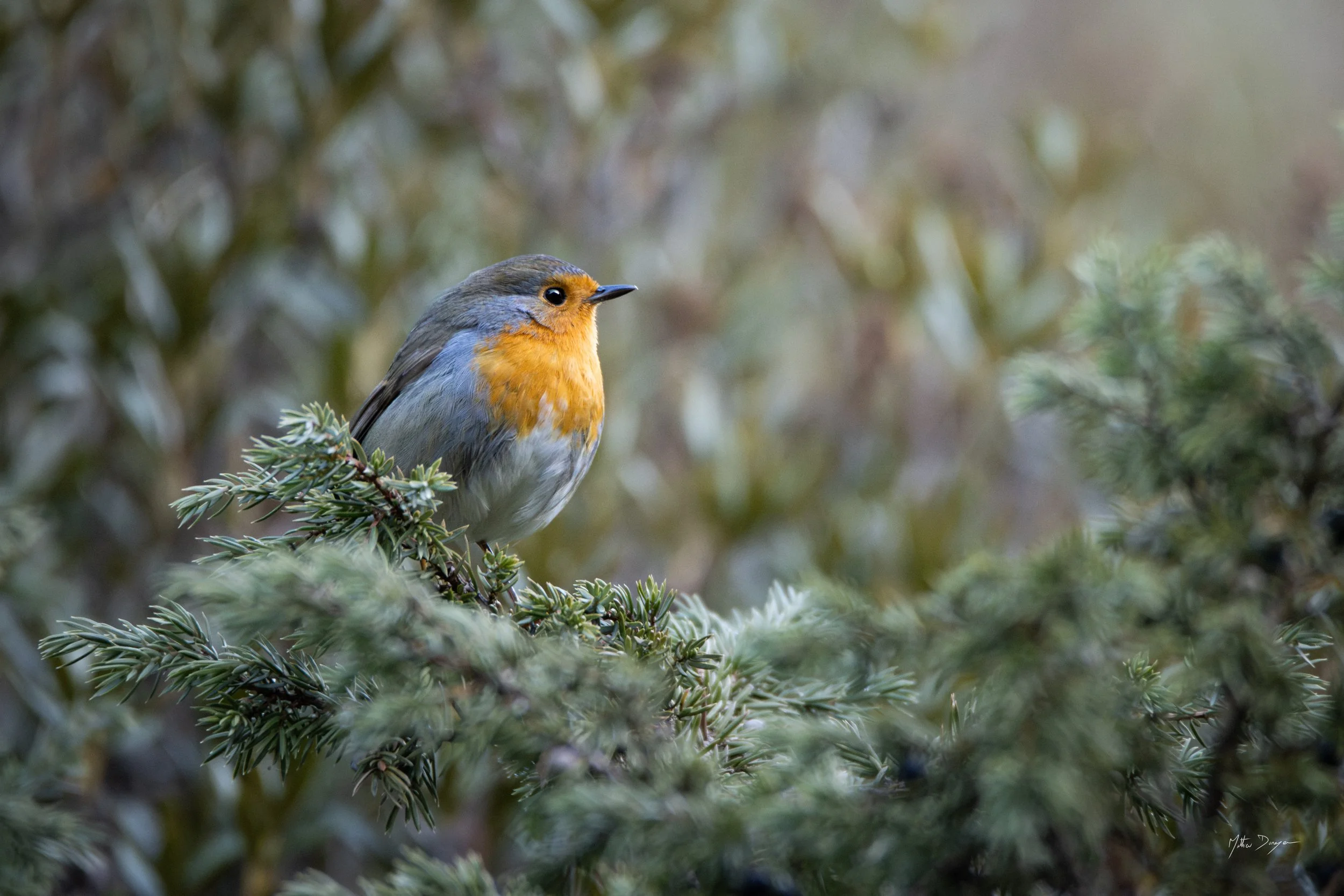 Rougegorge et sapin.jpg