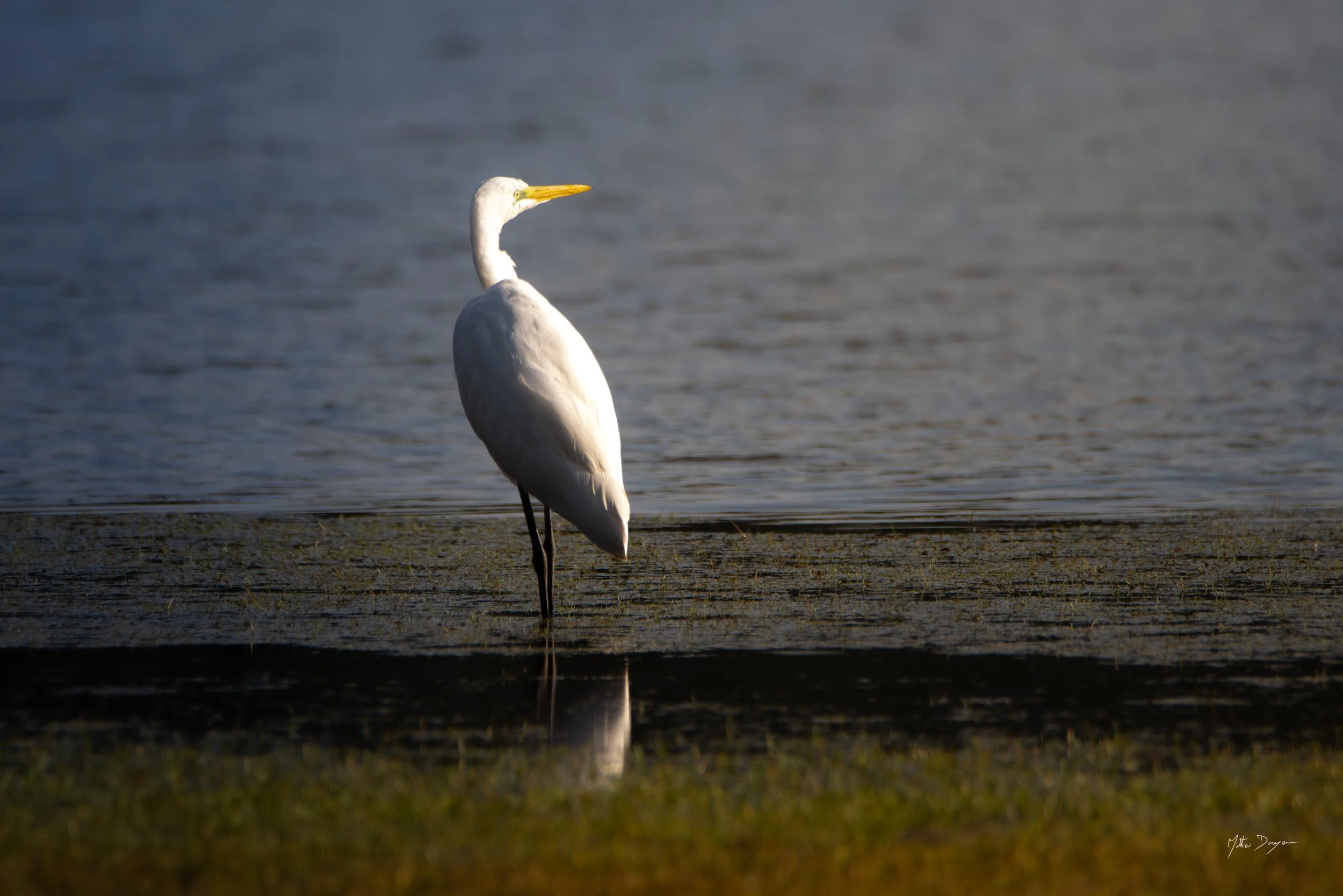 Grande aigrette dans la lumière du soir.jpg