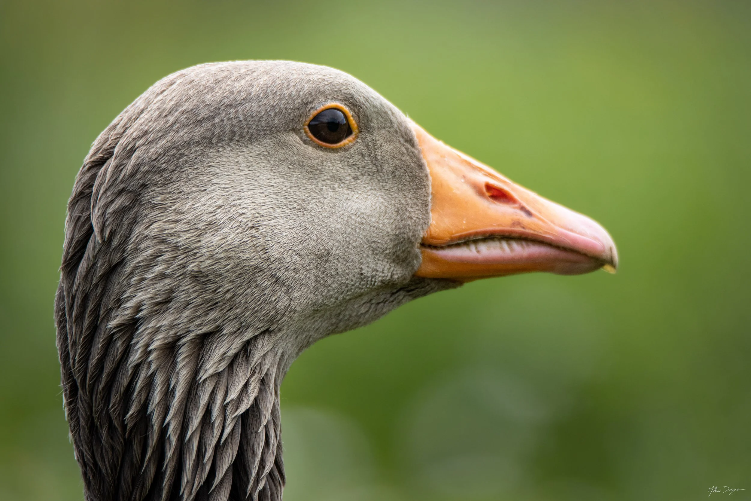 Profil d'une oie cendré.jpg