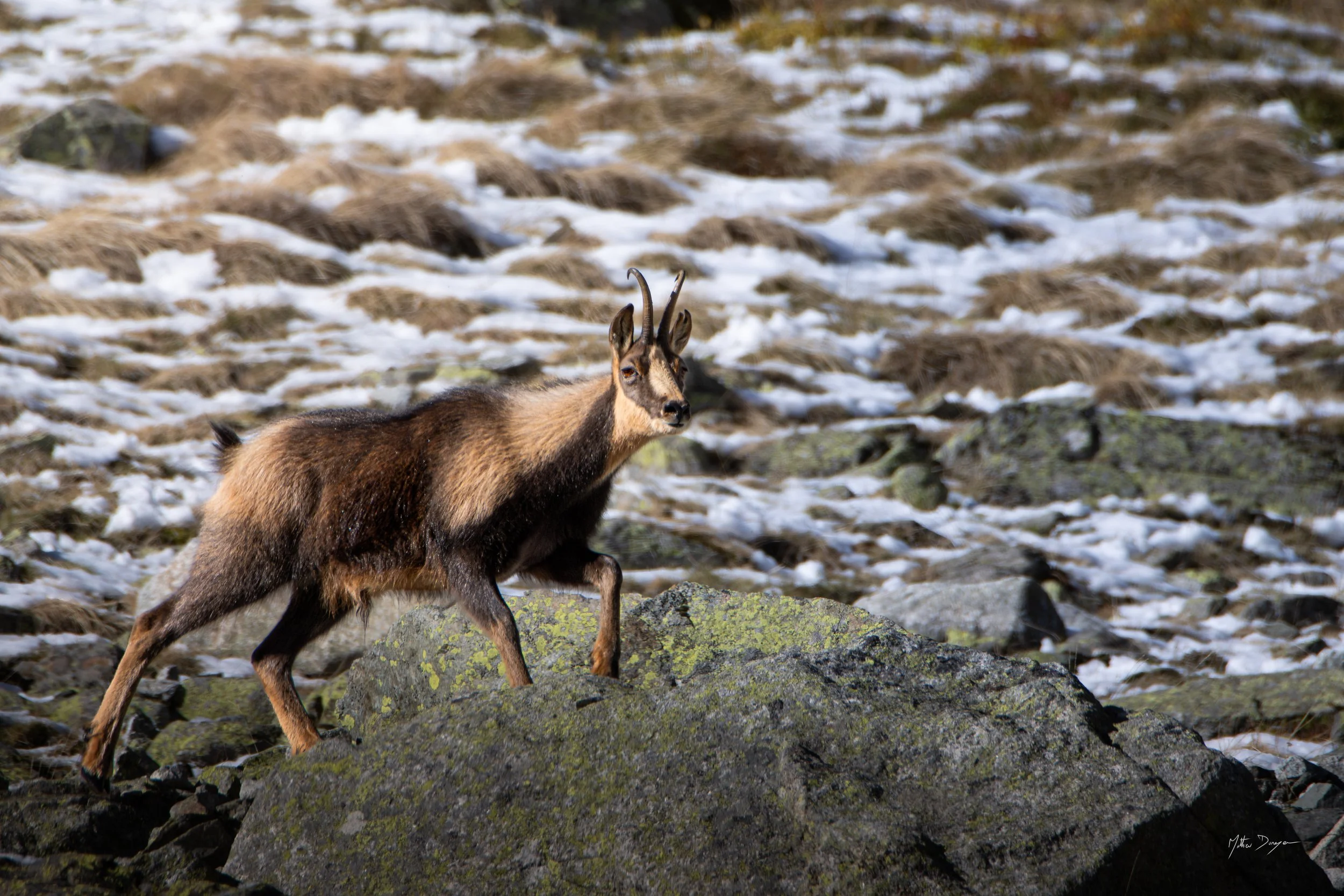Mâle isard en rut.jpg