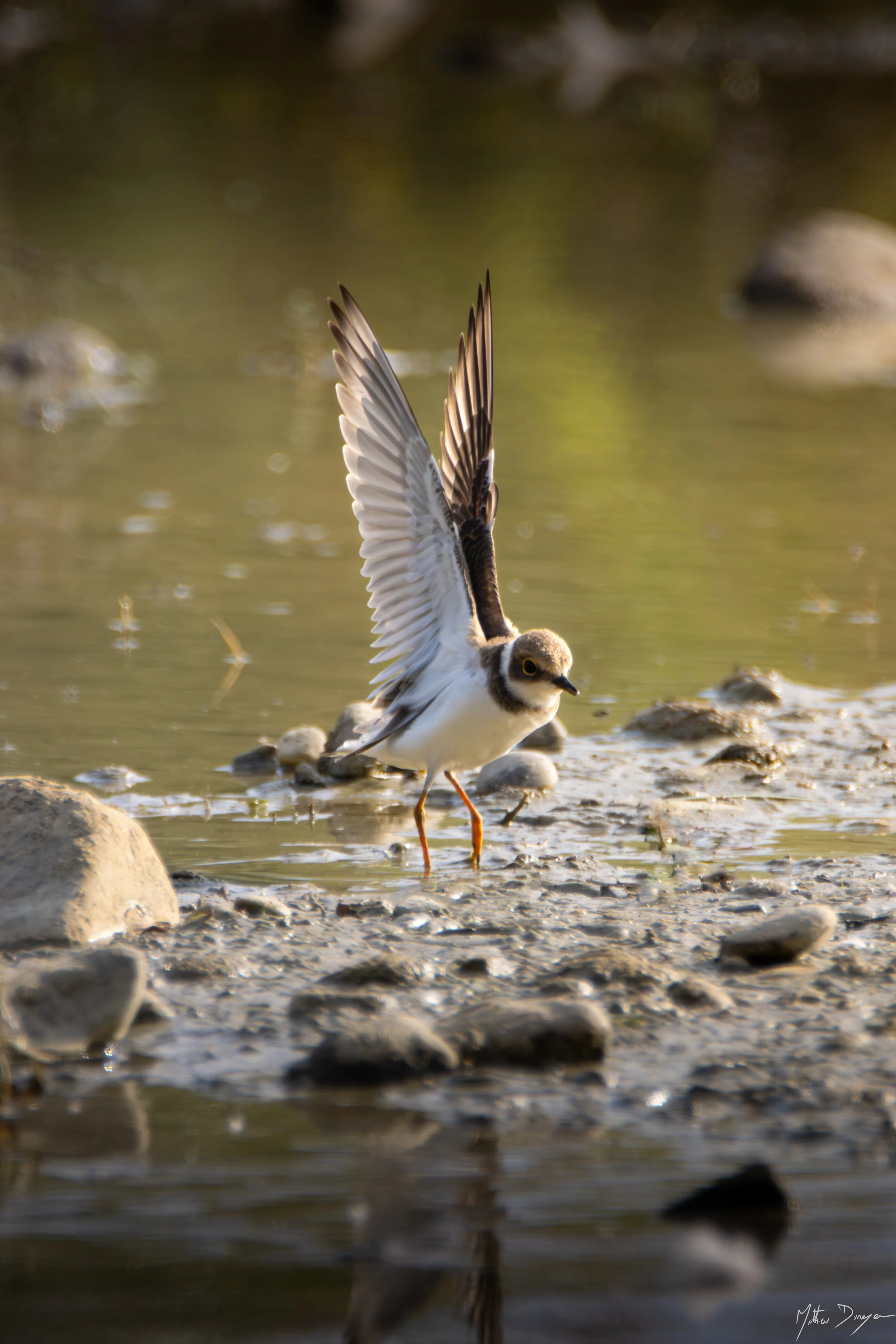 Petit gravelot étendant ses ailes.jpg