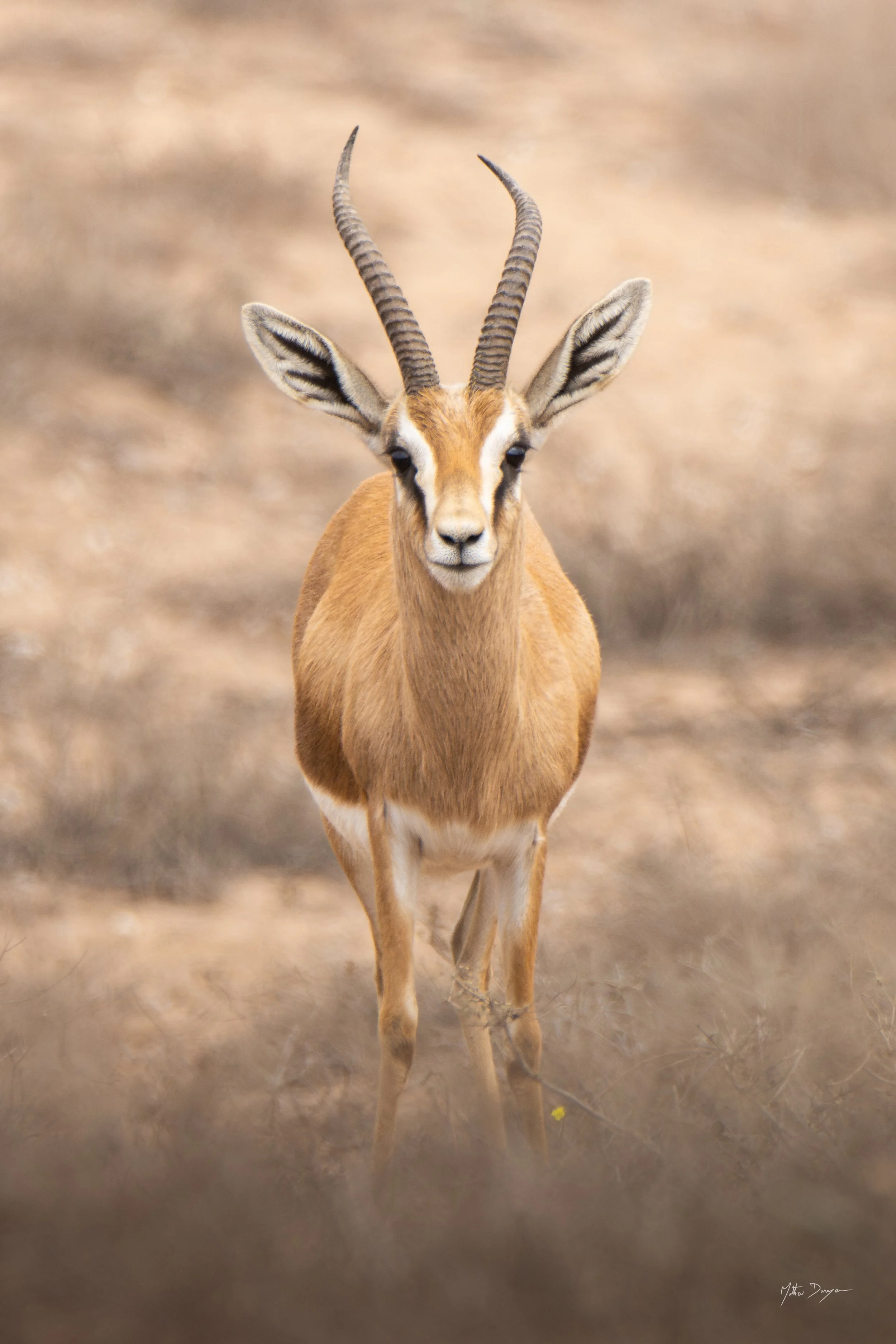 Portrait de gazelle dorcas.jpg