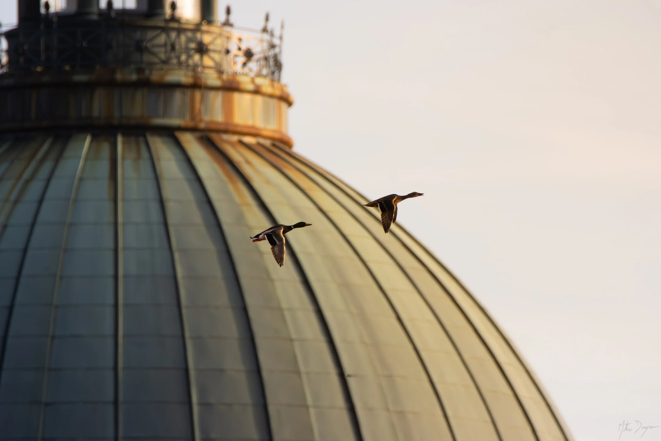Colverts devant le Dôme de la Grave.jpg