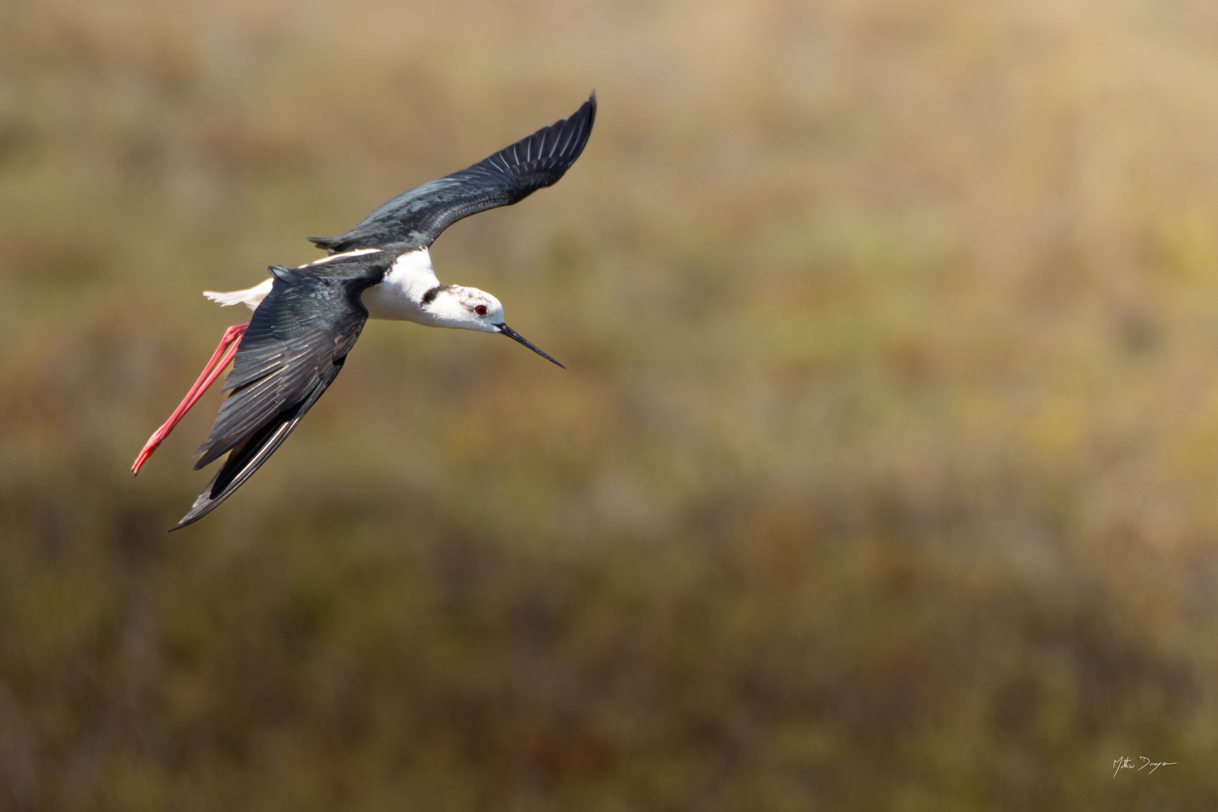 Echasse blanche à l'atterissage.jpg