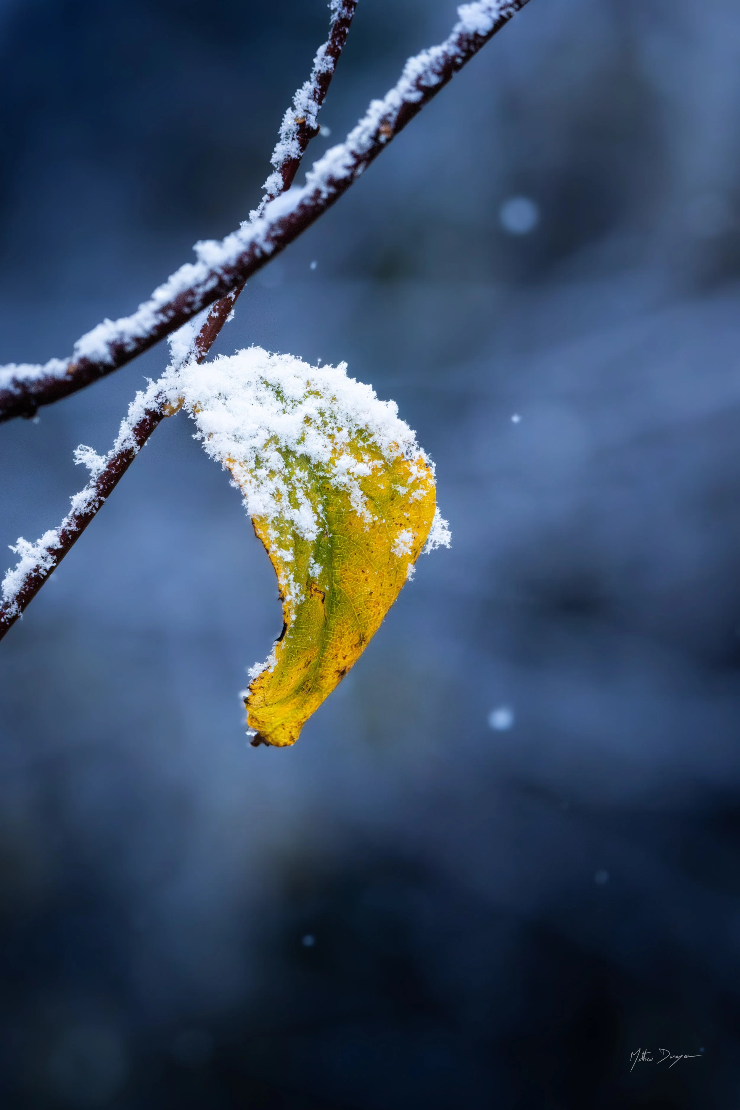 Début de l'hiver.jpg