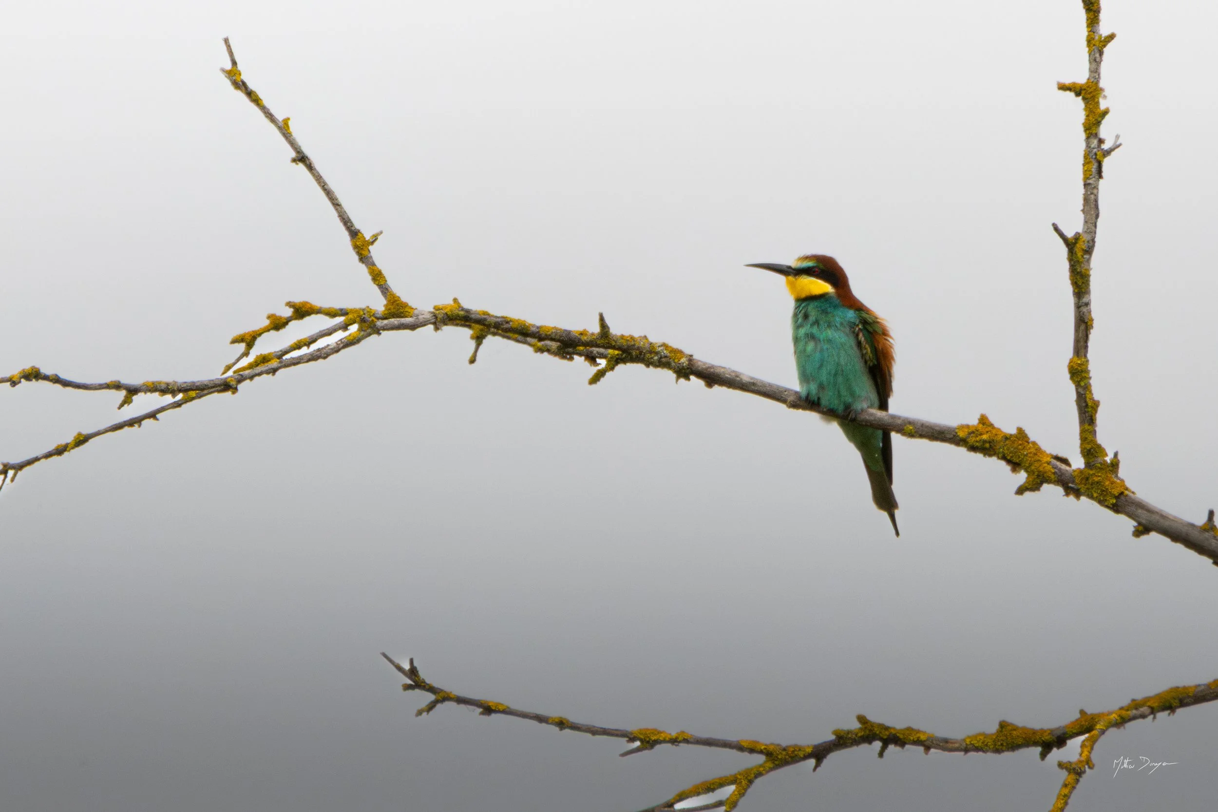 guêpier d'europe-10.jpg