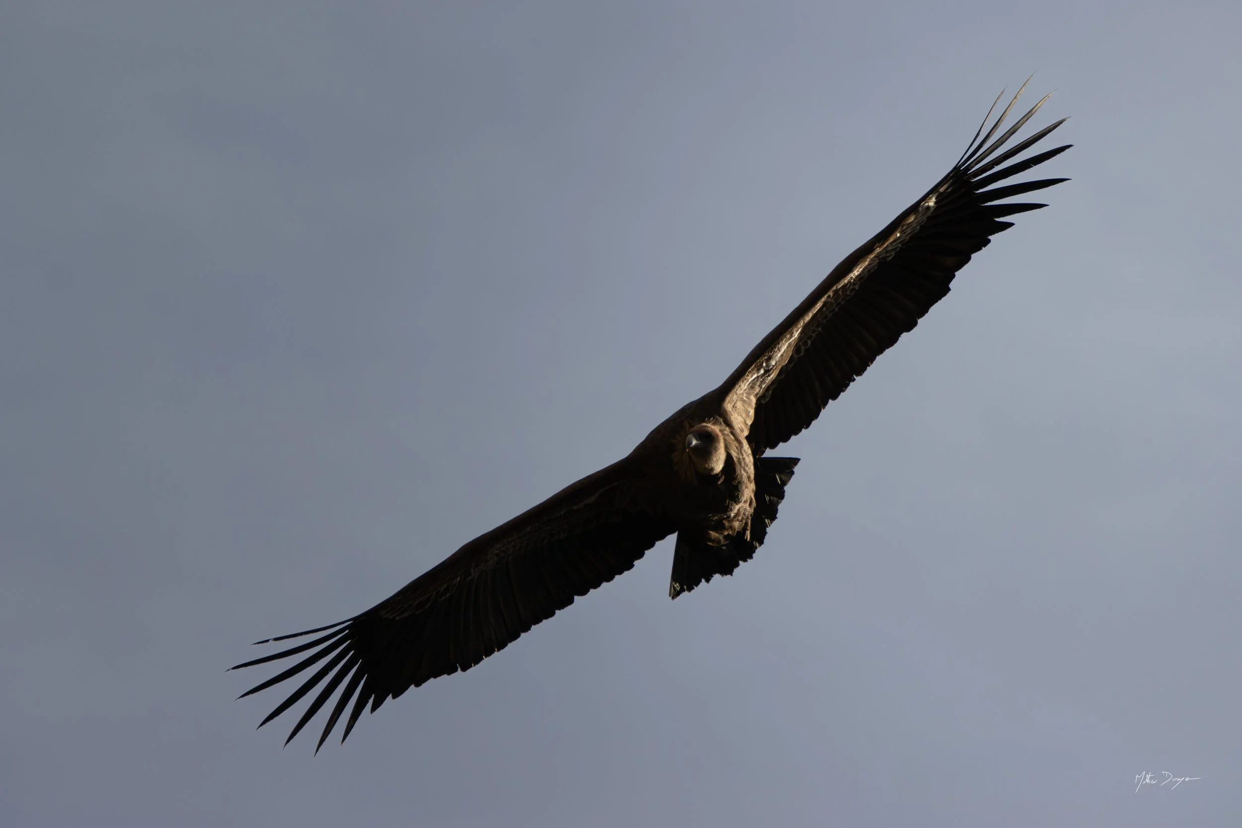 vautour partiellement éclairé.jpg