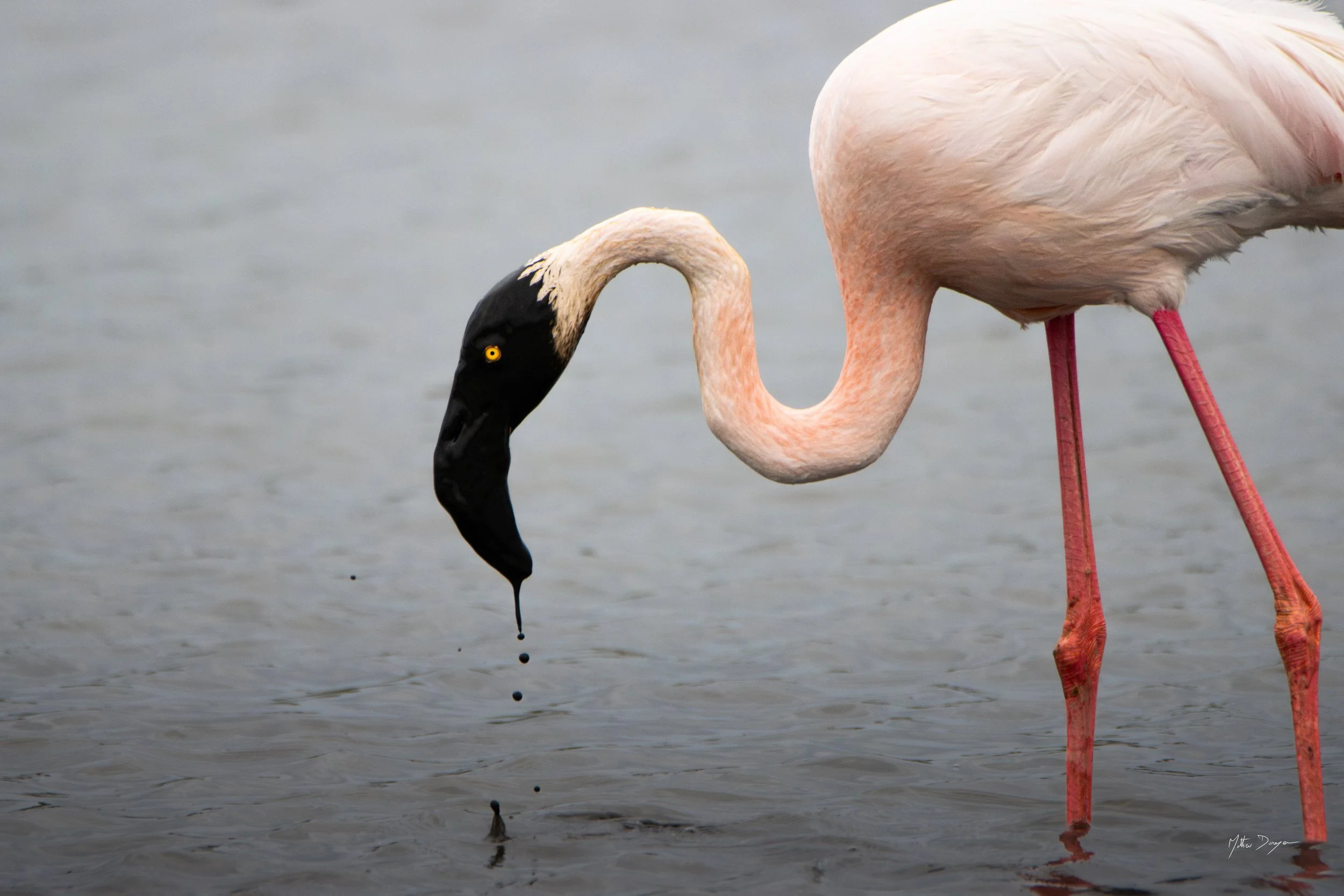 Un flamant vaseux.jpg