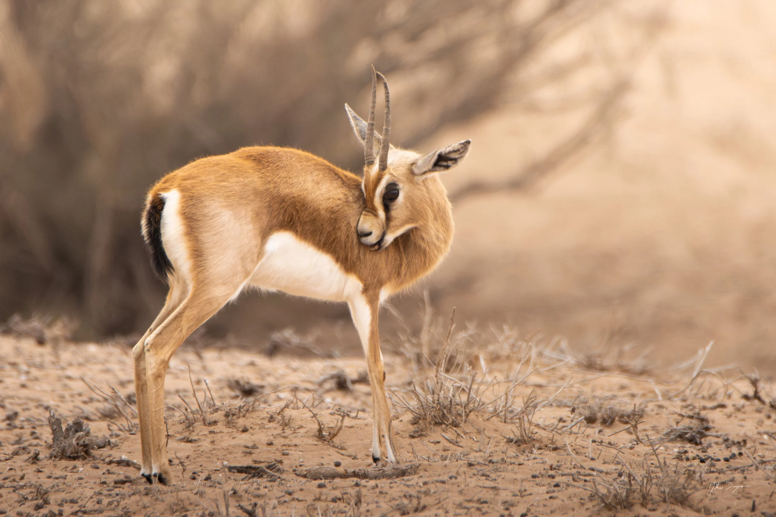 Gazelle dorcas en toilette.jpg