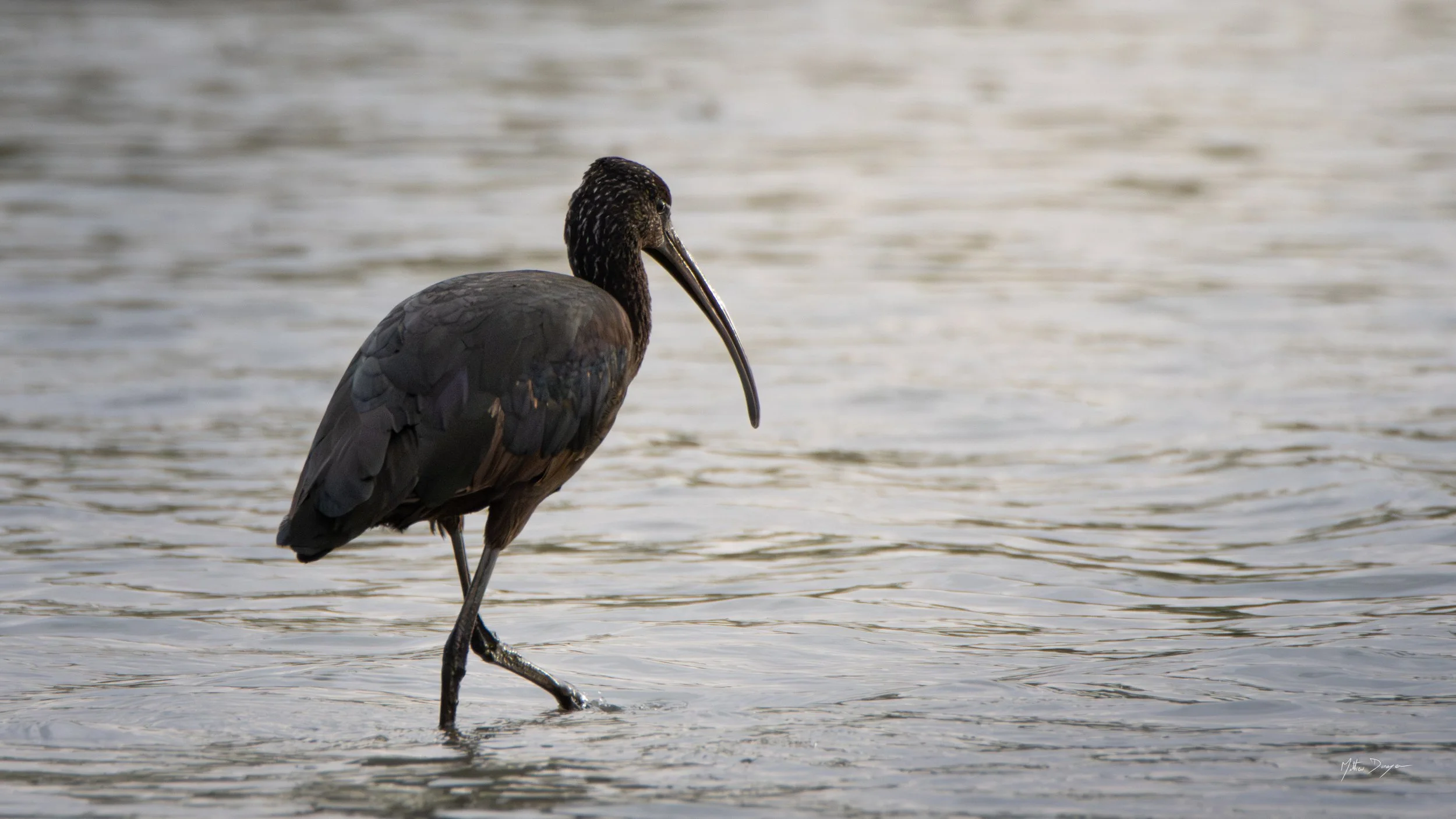 Ibis falcinelle dans le soleil.jpg