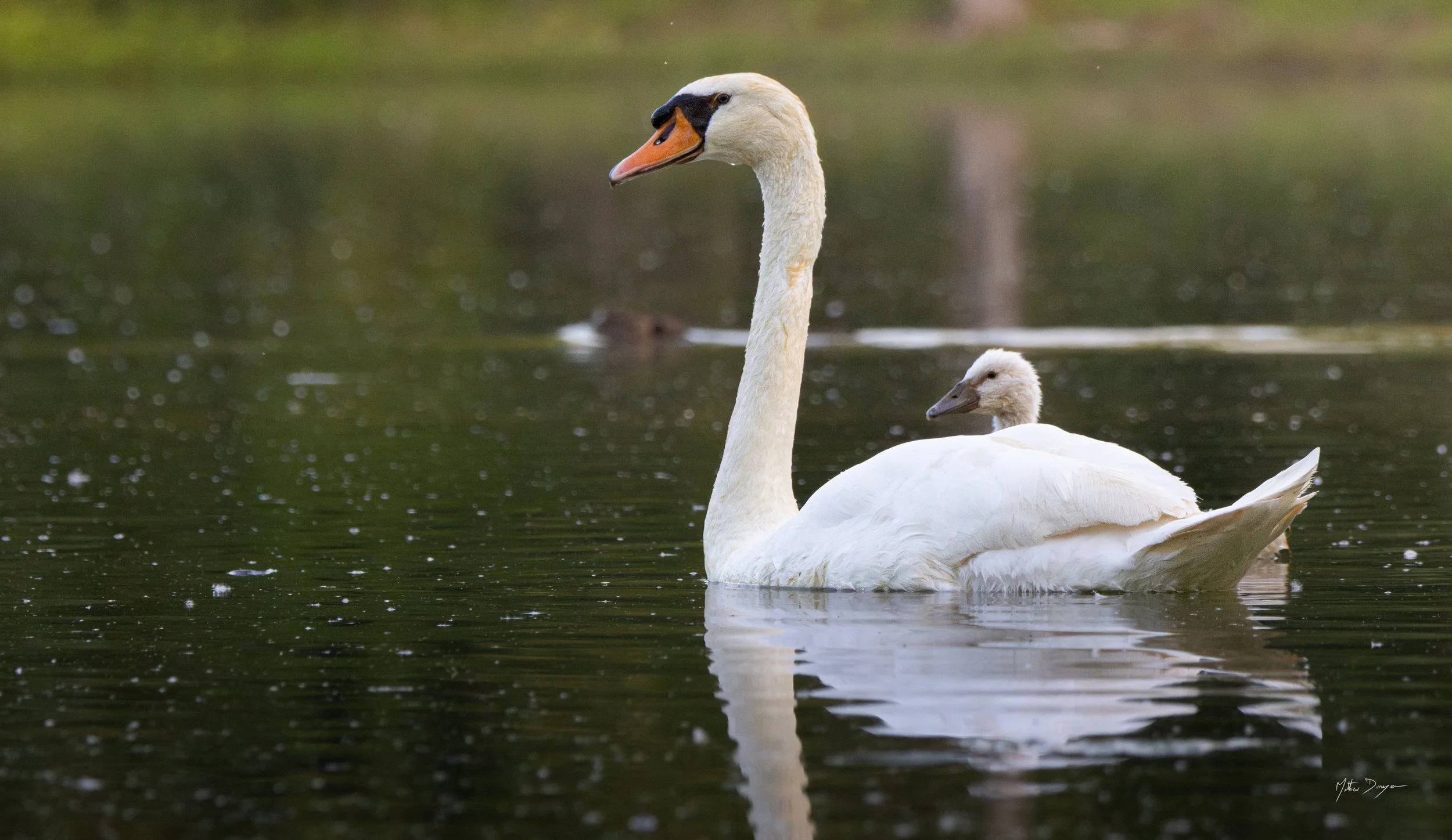 Cygne et son petit.jpg