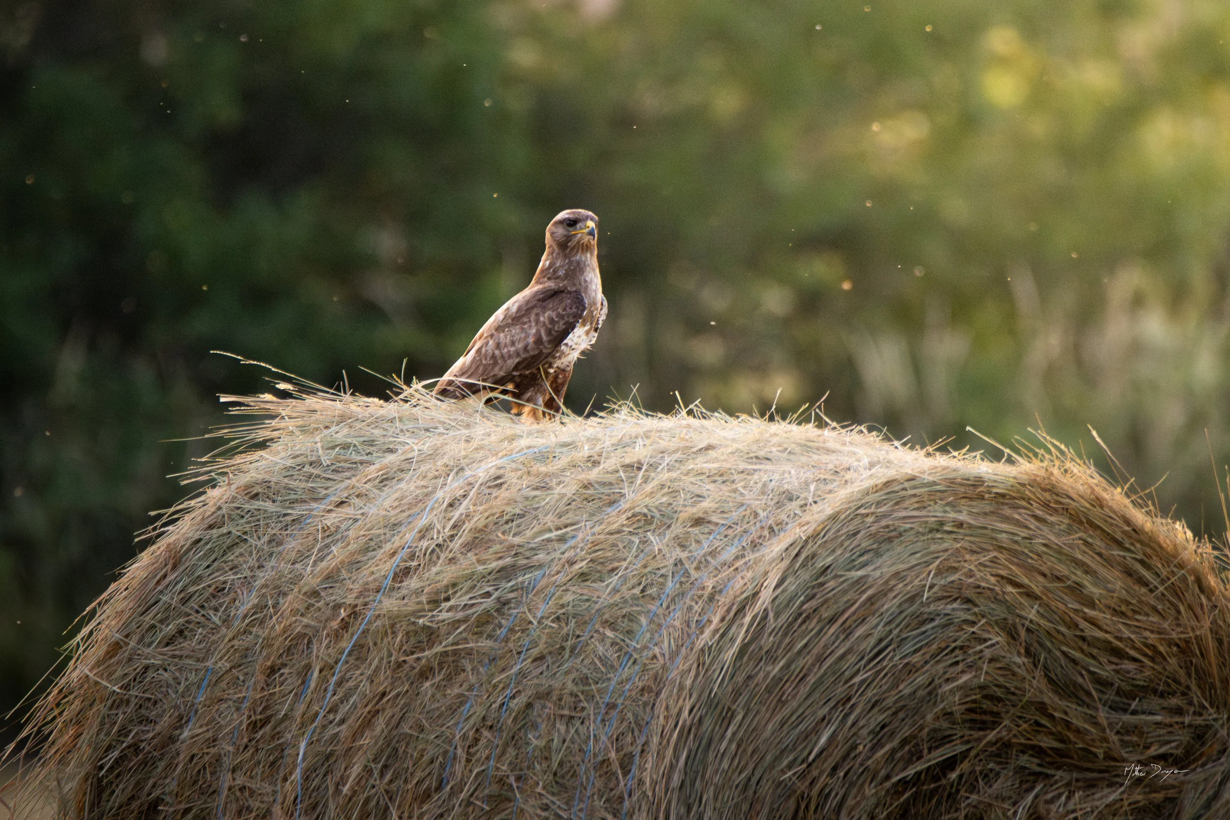 Buse variable sur sa botte.jpg
