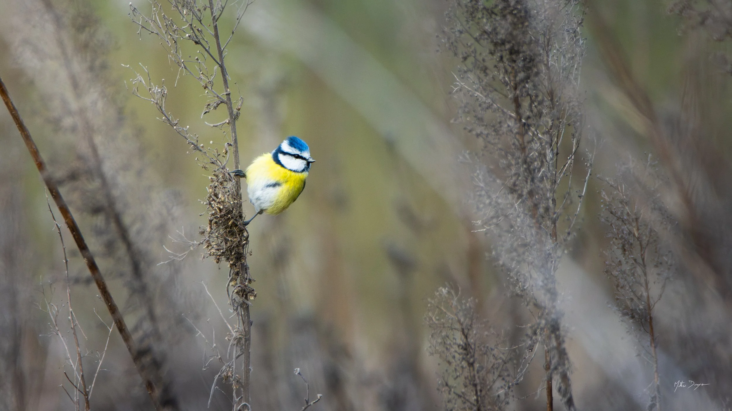 Mésange bleue dans les hautes herbes (2).jpg