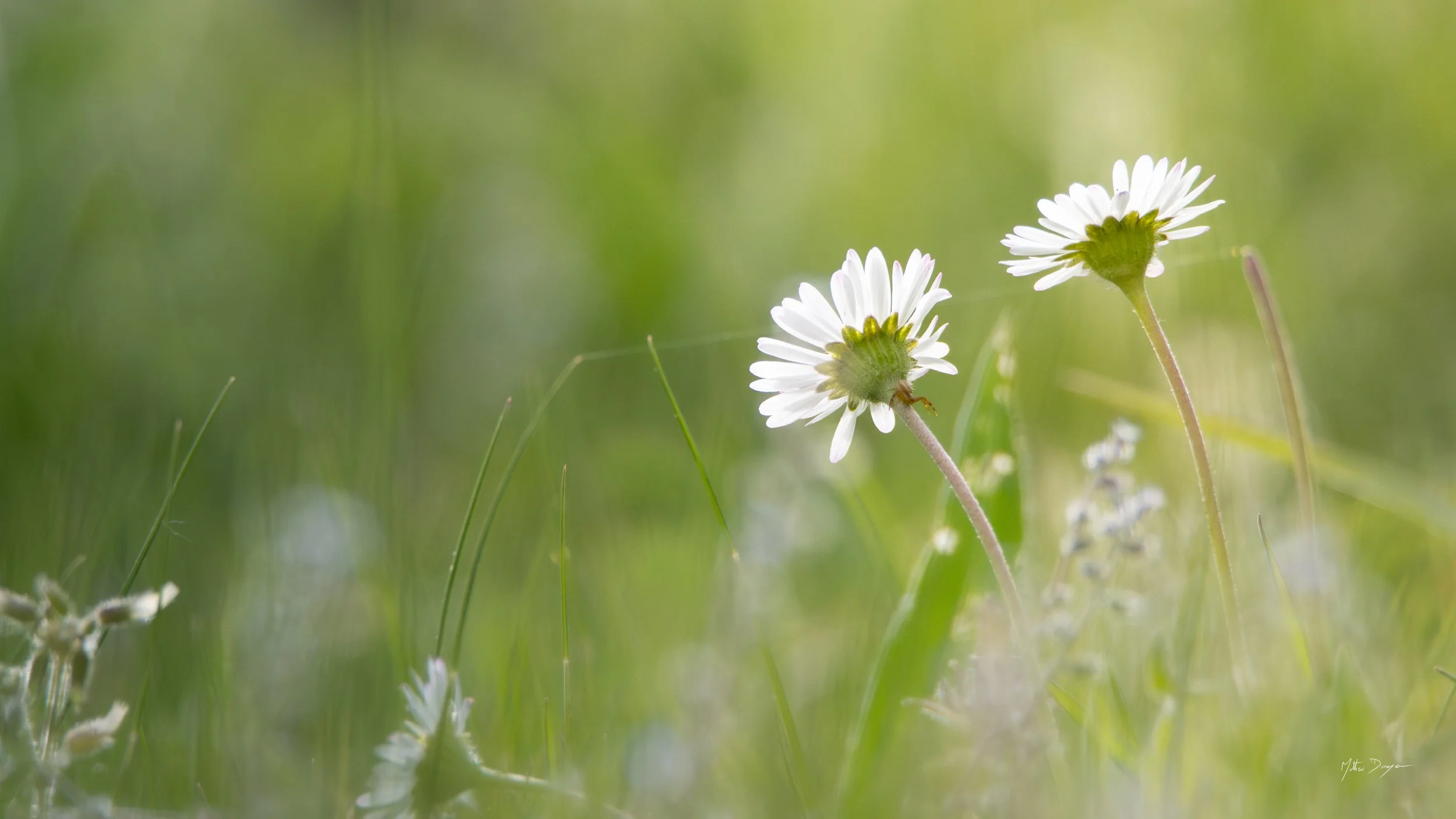 Pâquerettes face au soleil.jpg