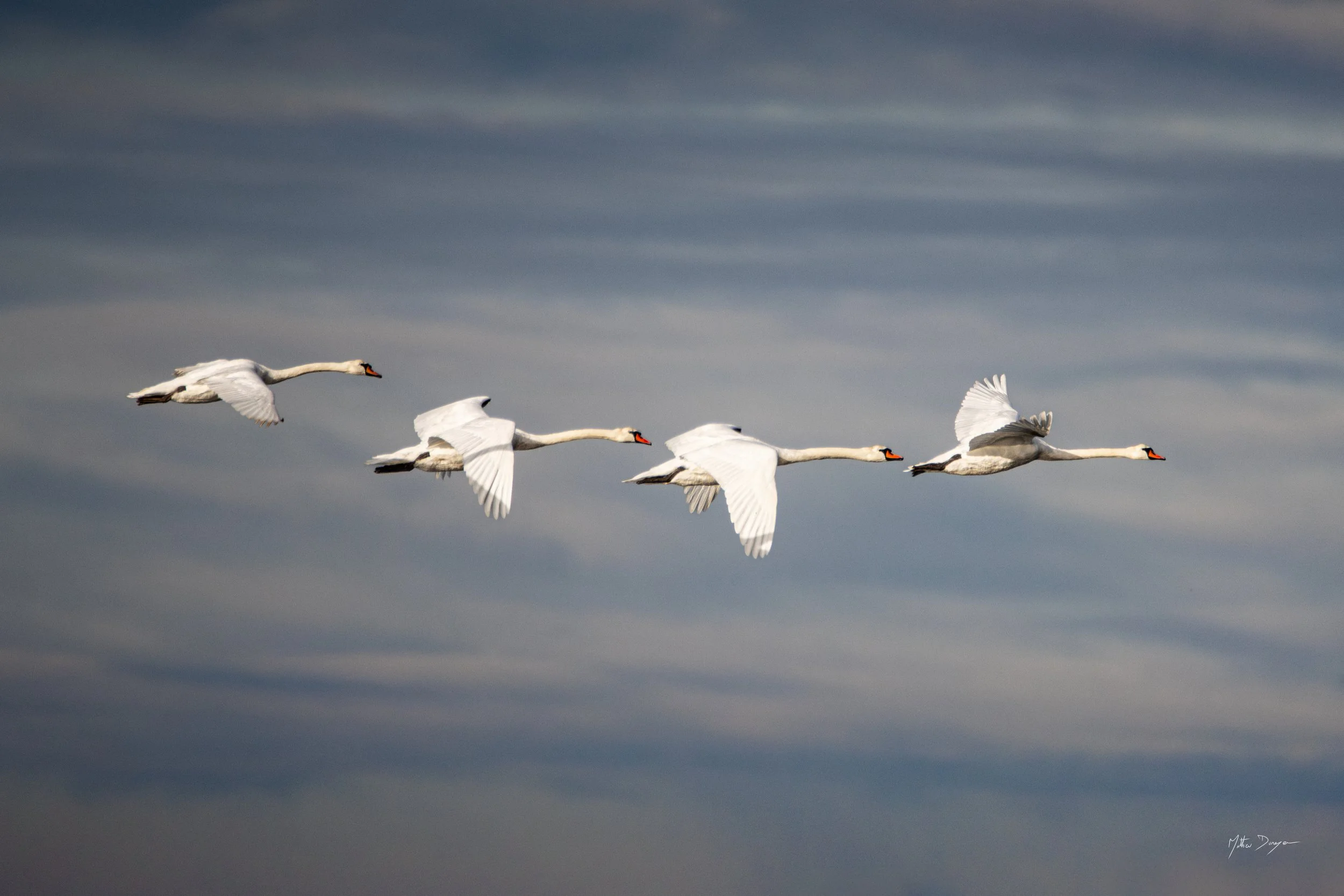 Le vol des cygnes.jpg