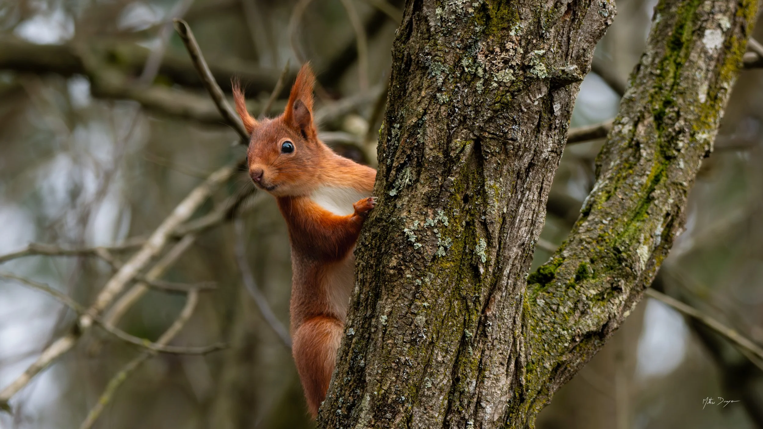 Écureil curieux.jpg