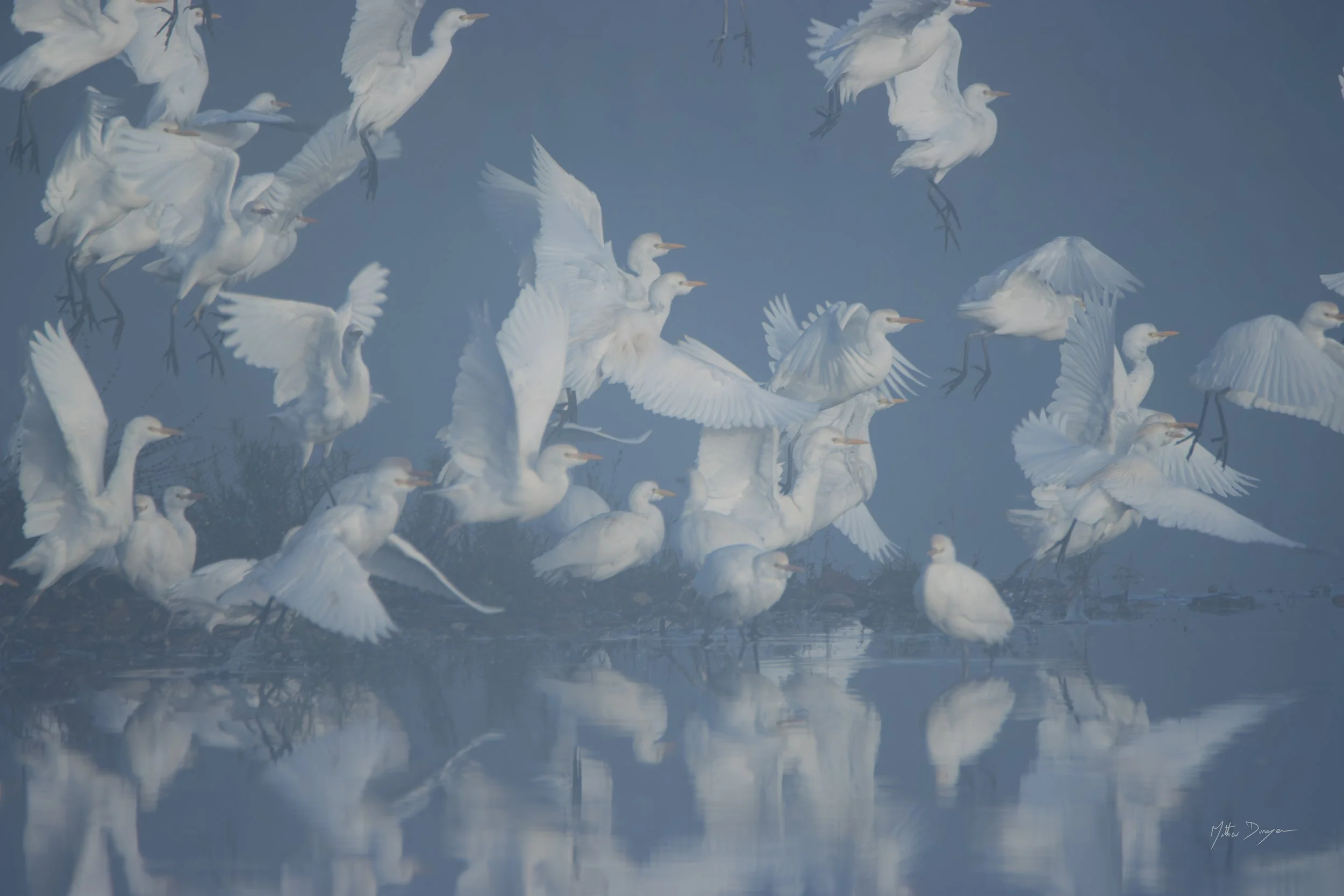 Envol d'hérons garde-boeufs dans la brume.jpg