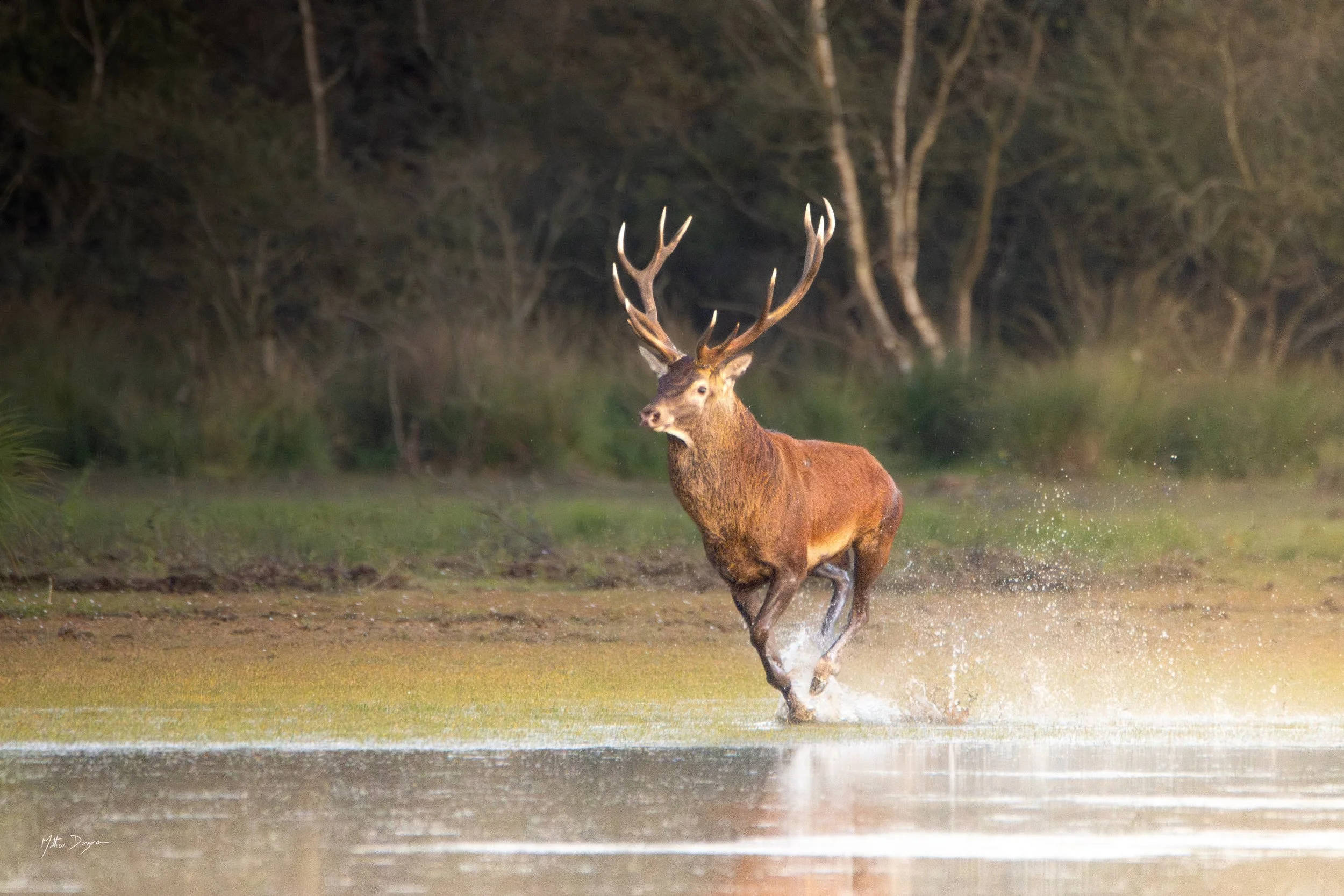 Course d'un cerf dans l'eau.jpg