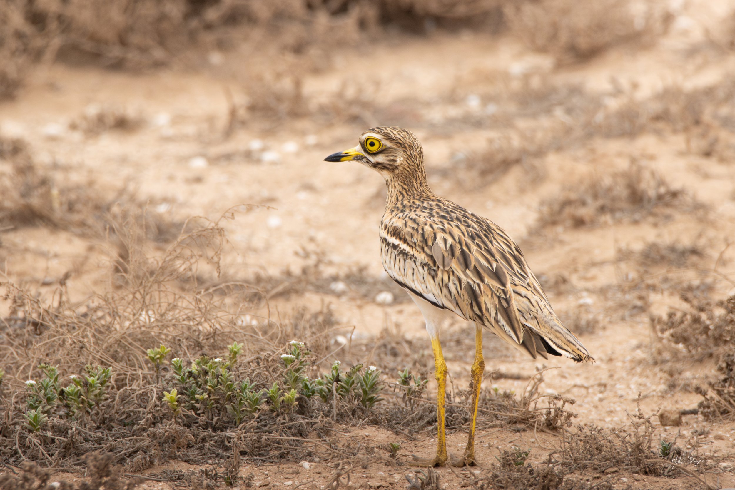 Oedicnème criard camouflé.jpg