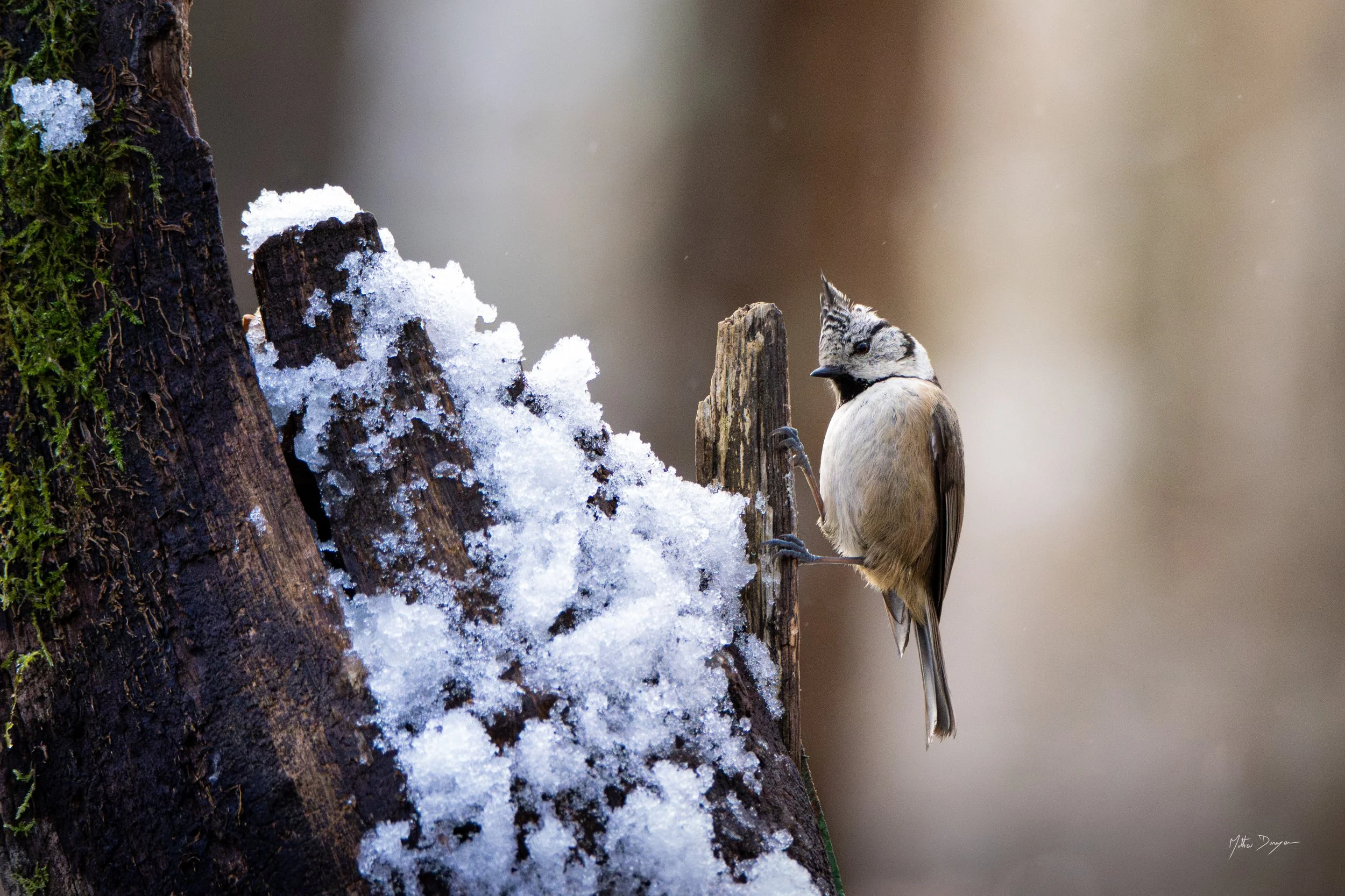 Mésange huppé en hiver.jpg