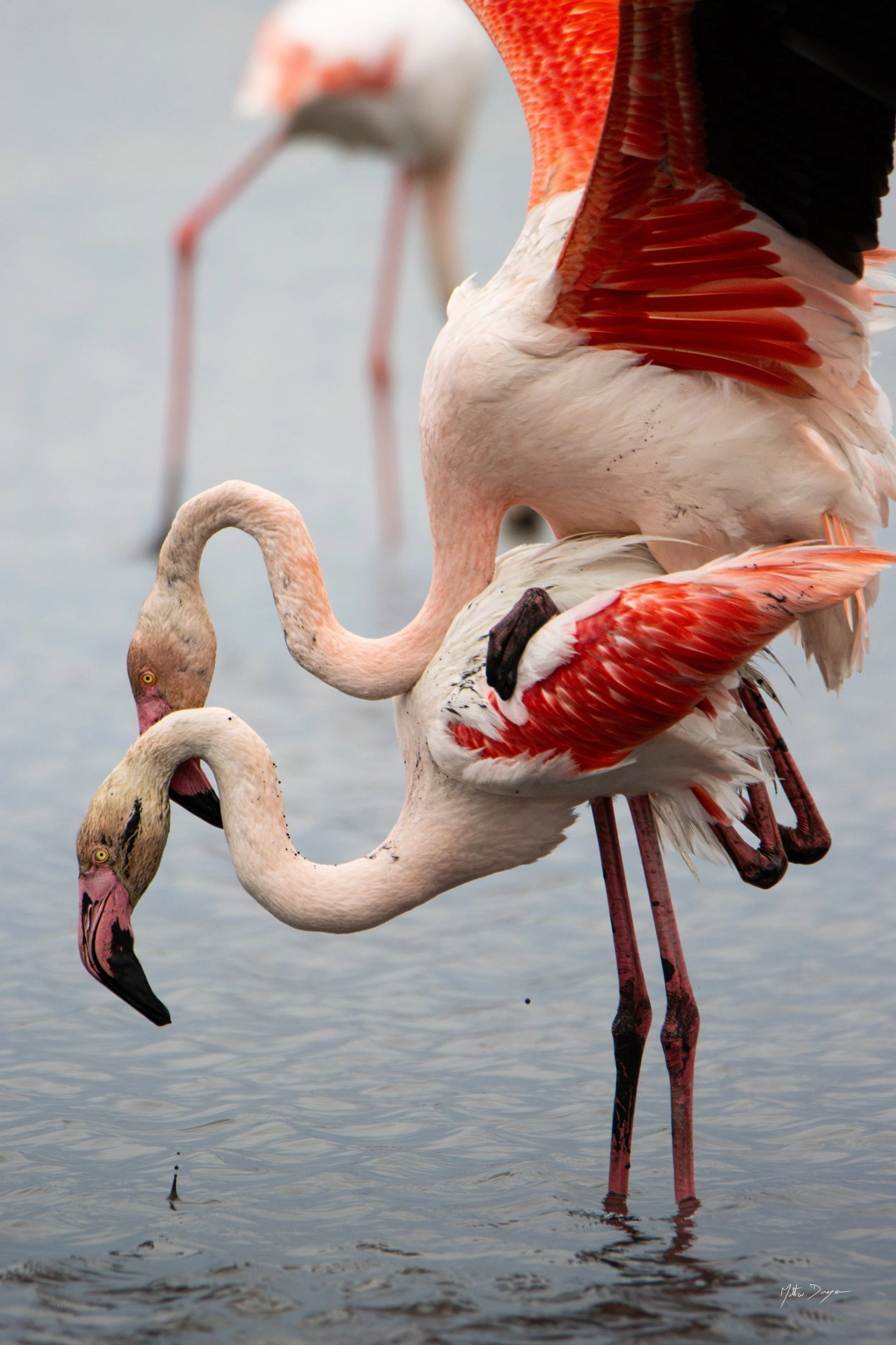 Accouplement rose.jpg