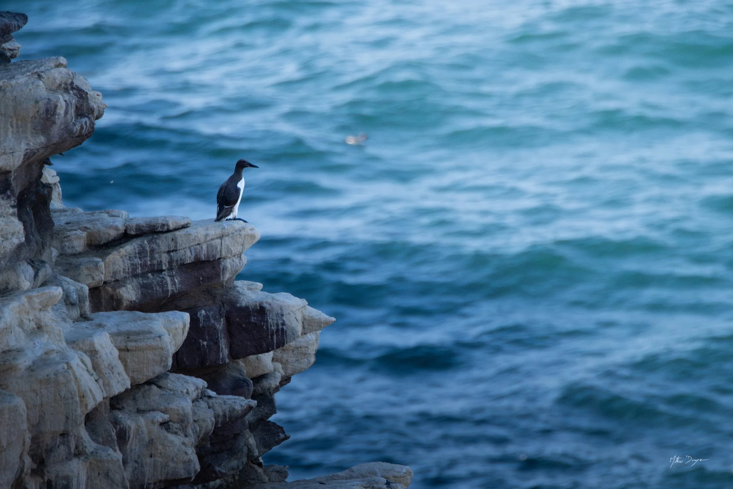 Guillemot pensif.jpg