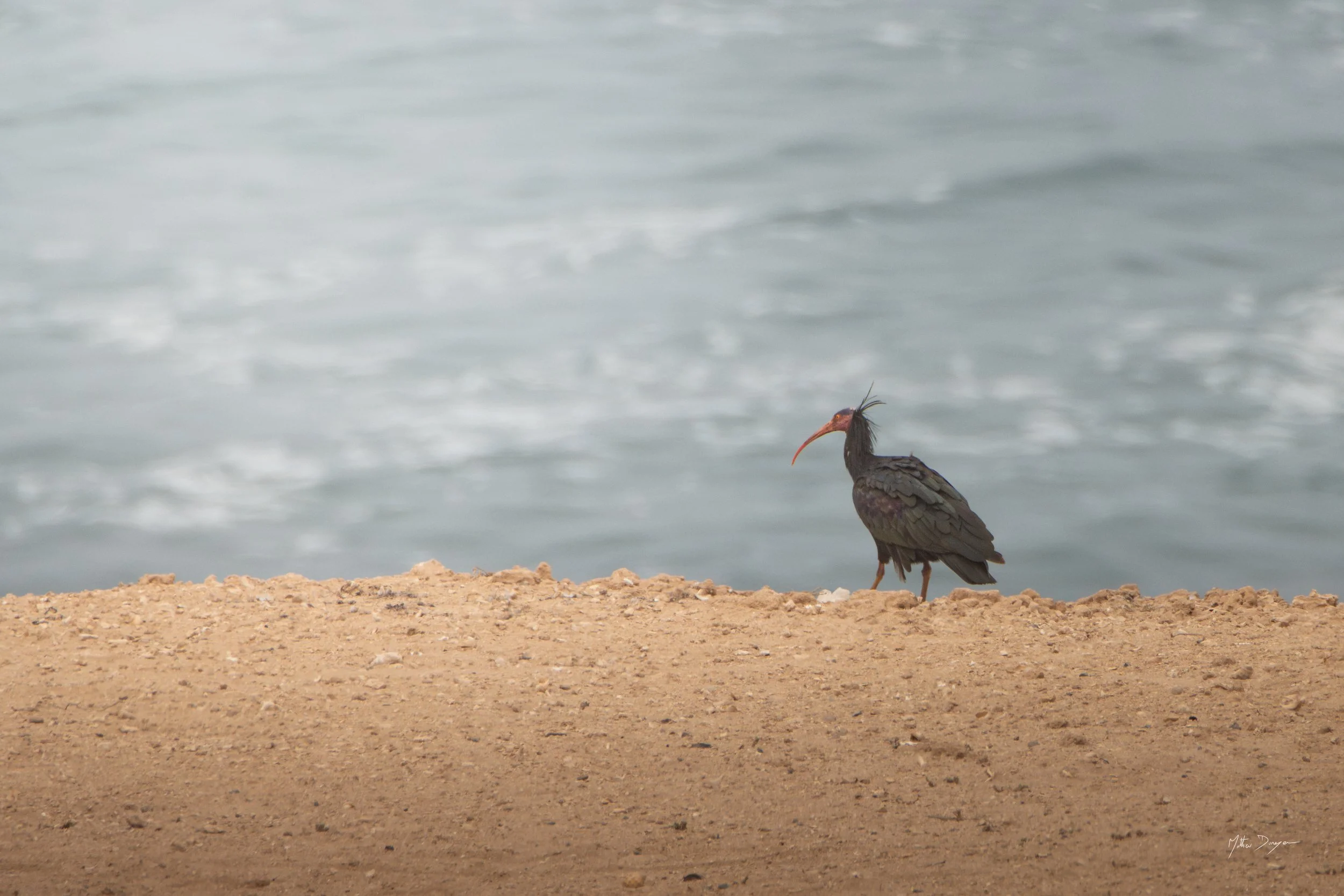 Ibis chauve devant l'océan.jpg