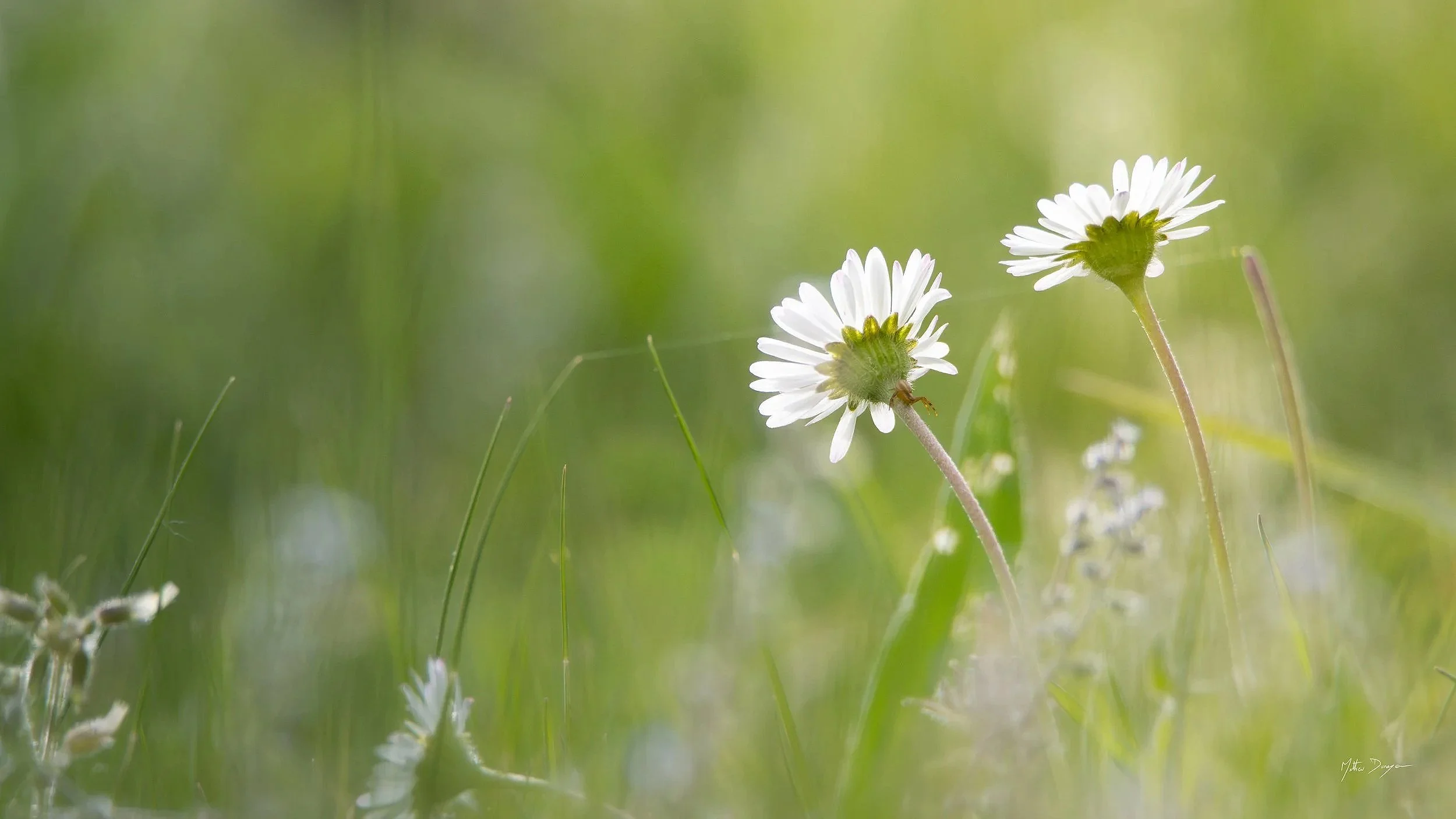 Plantes, paysages et macro