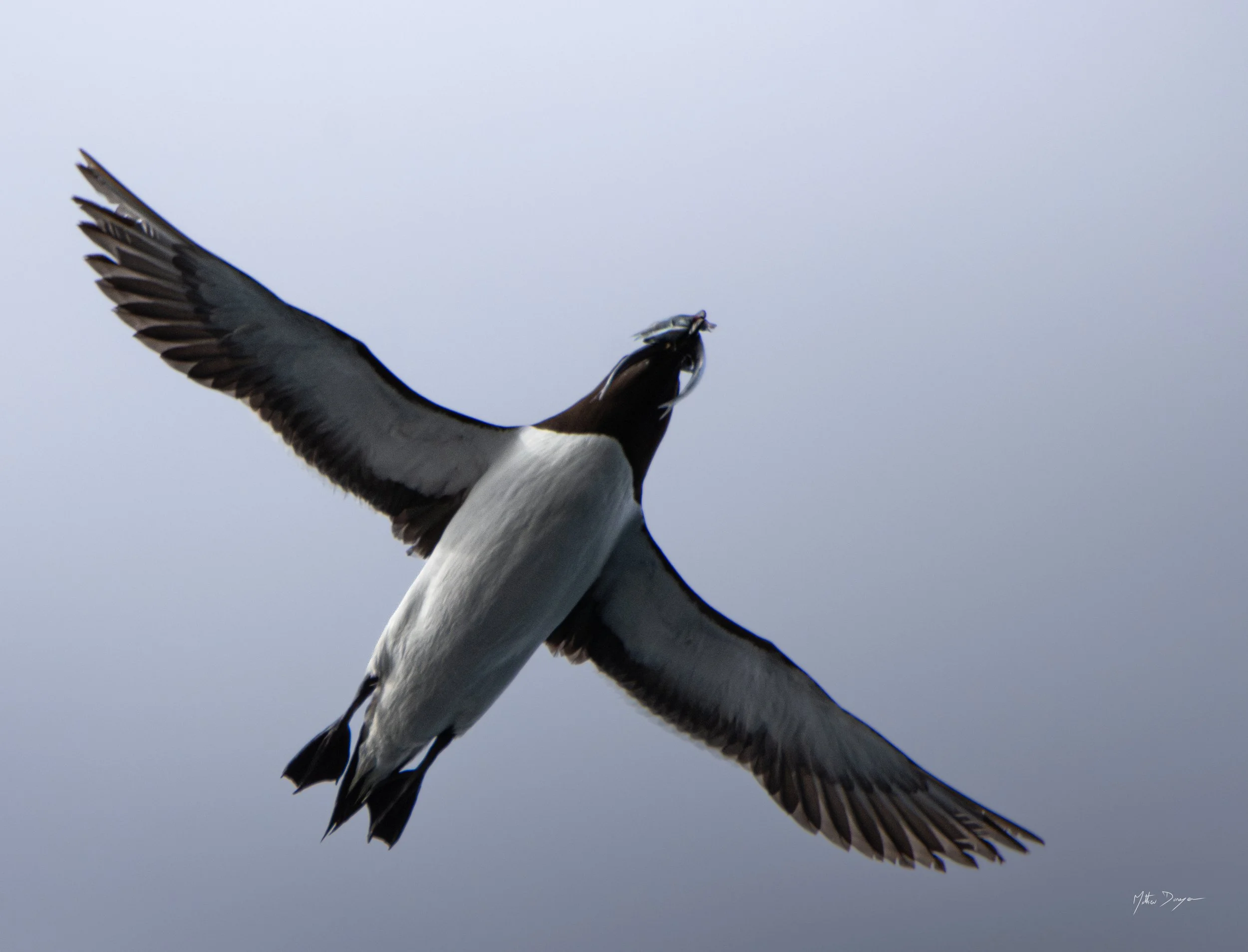 Pingouin et ses poissons.jpg