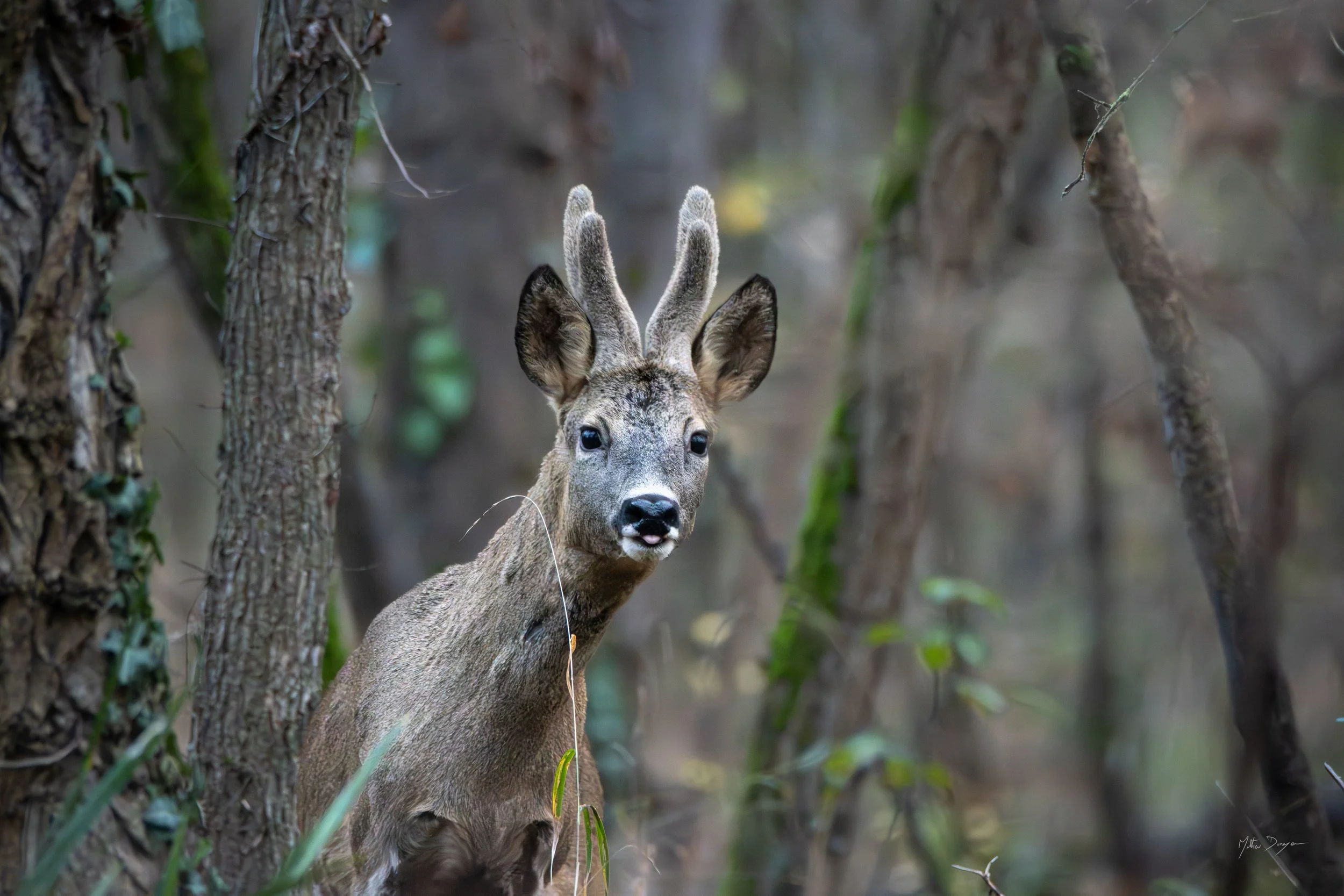 Brocard qui tire la langue.jpg
