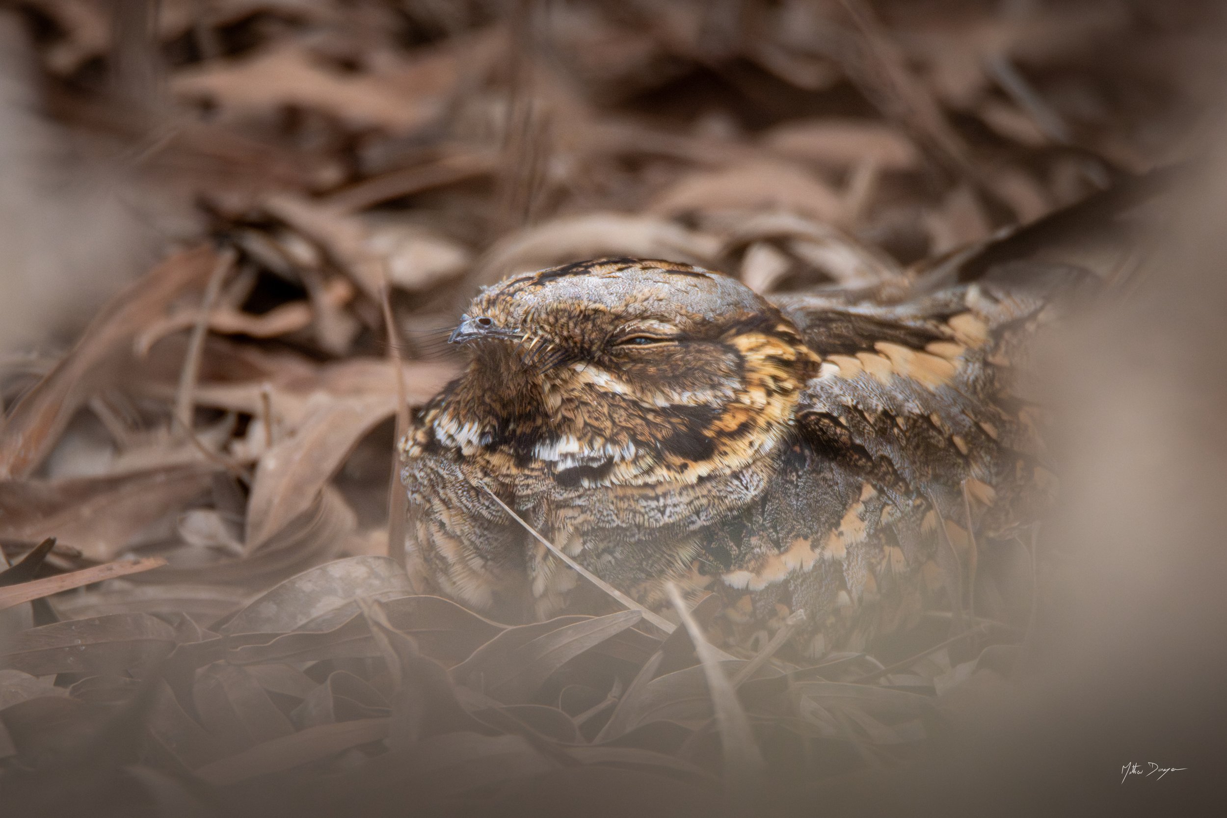 Engoulevent à collier roux en sieste.jpg