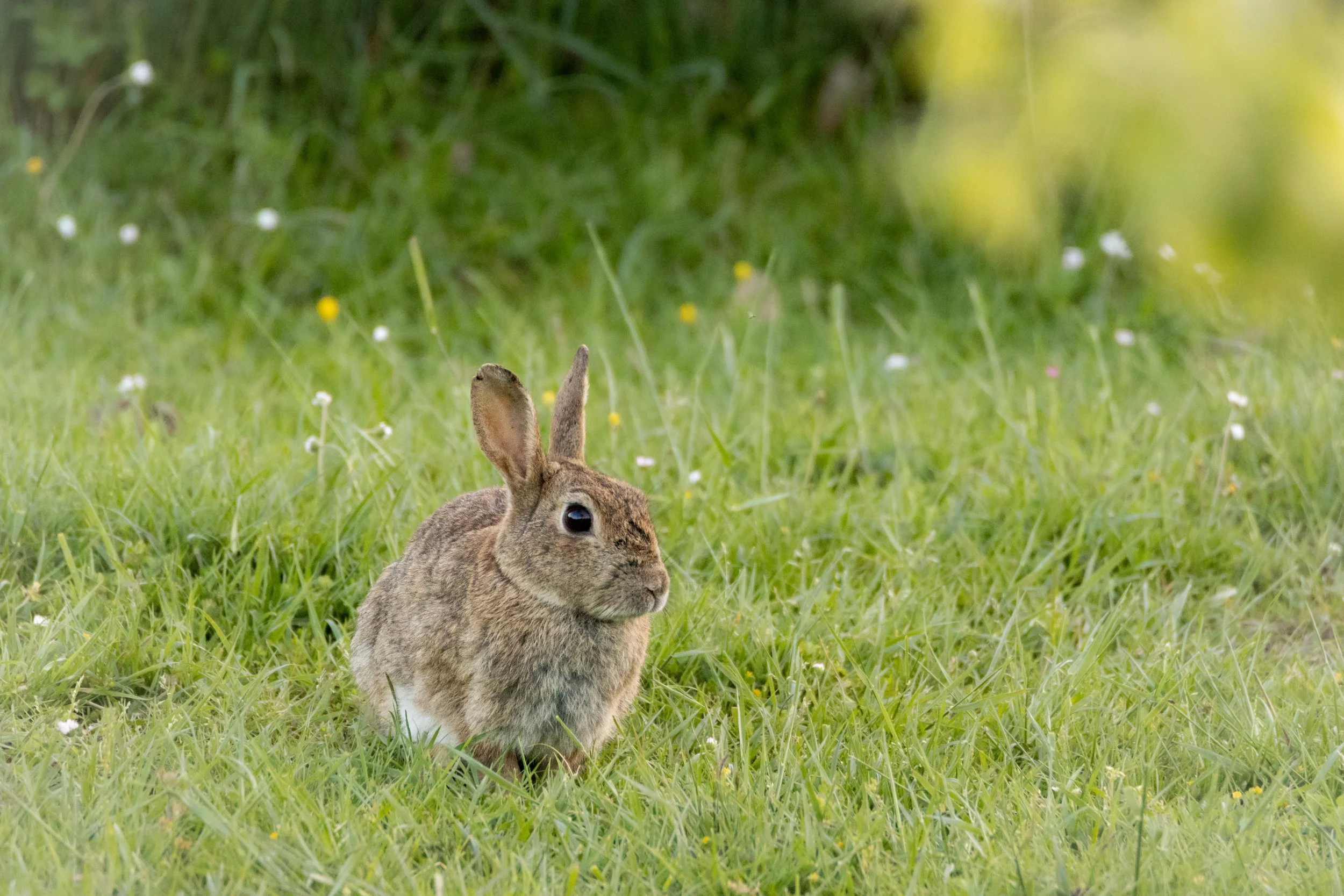 Petit lapin dans les herbes.jpg