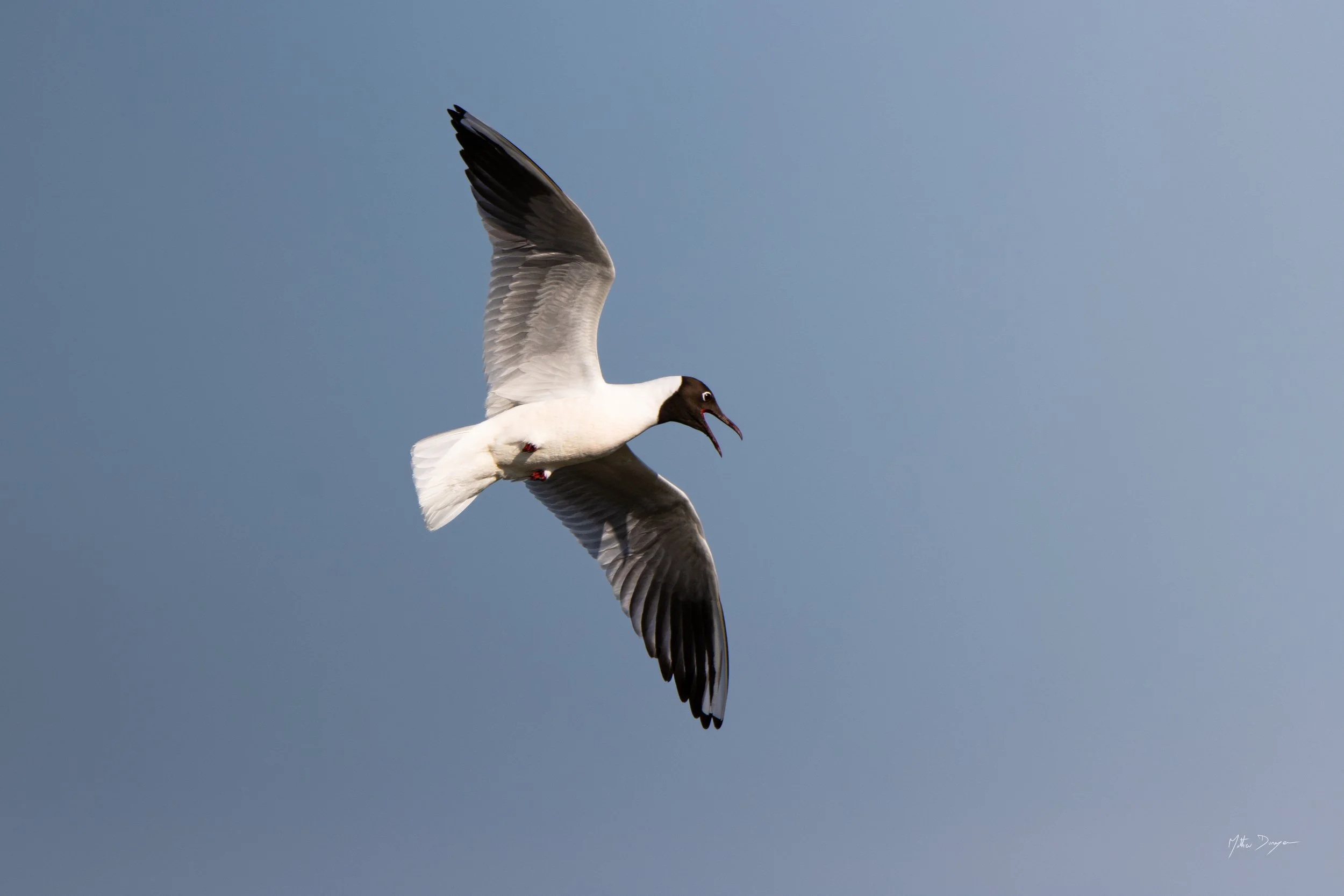 Mouette rieuse en vol.jpg
