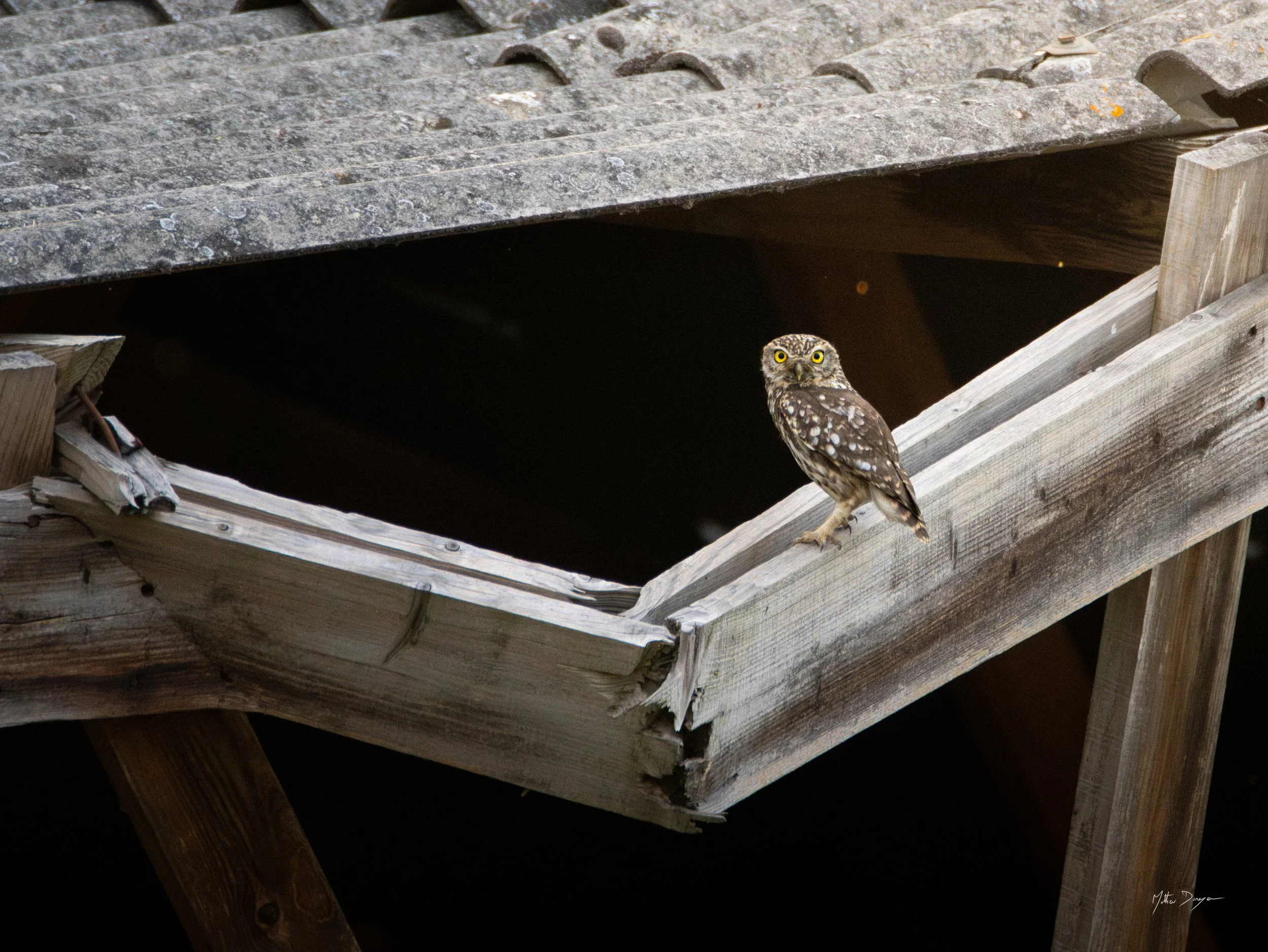 Chevêche d'Athena.jpg