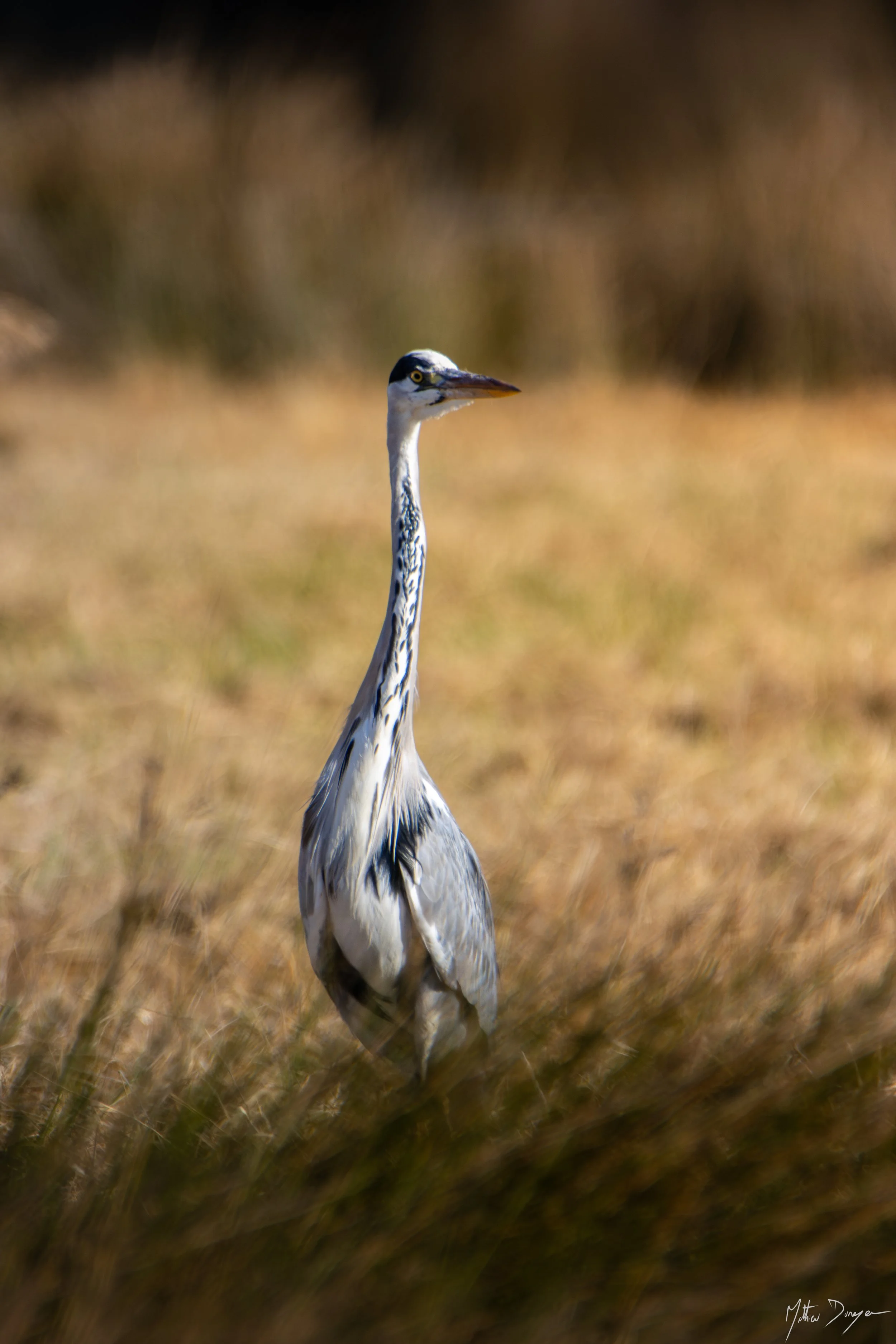 Héron cendré dans son champ.jpg