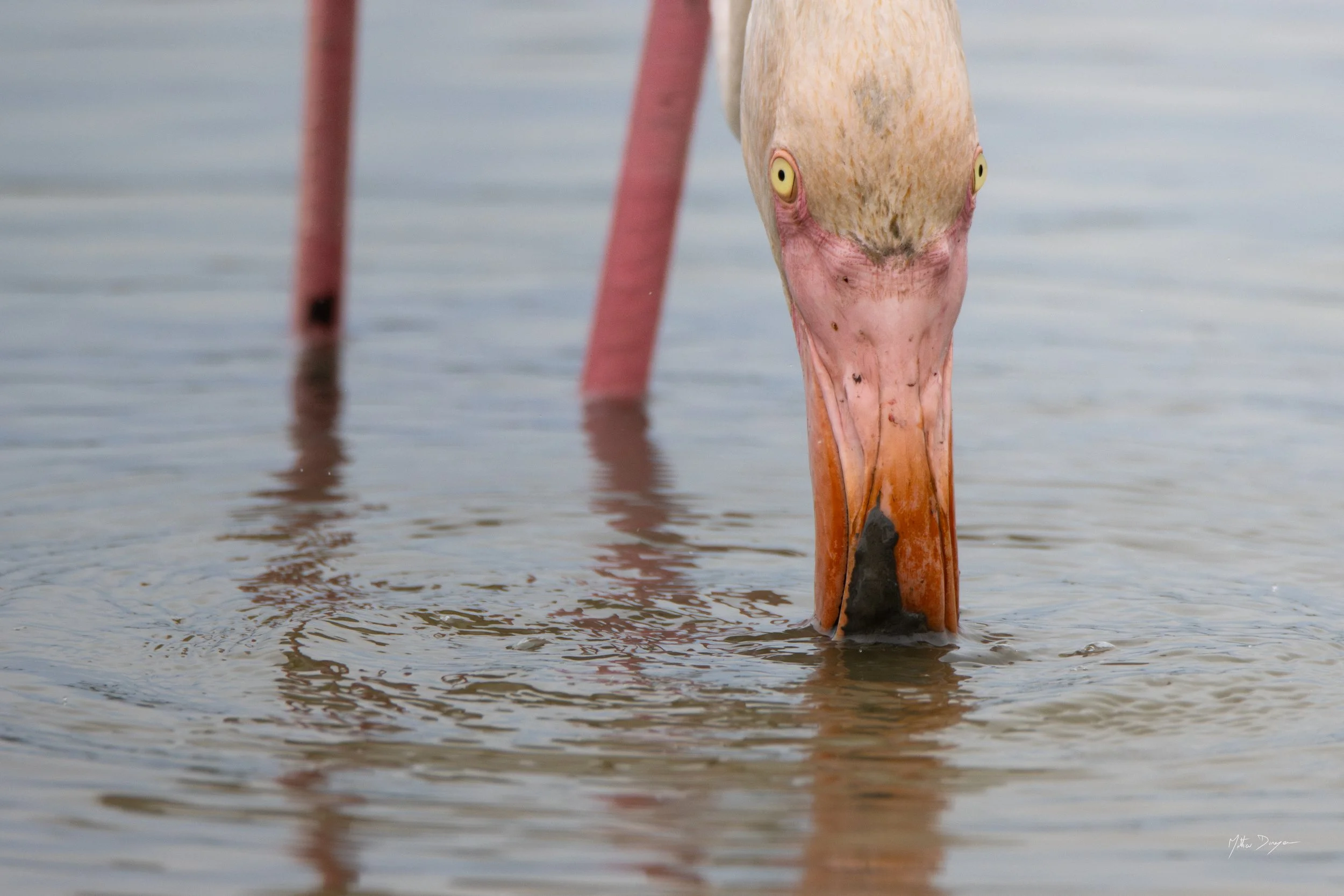 Deux grands yeux.jpg
