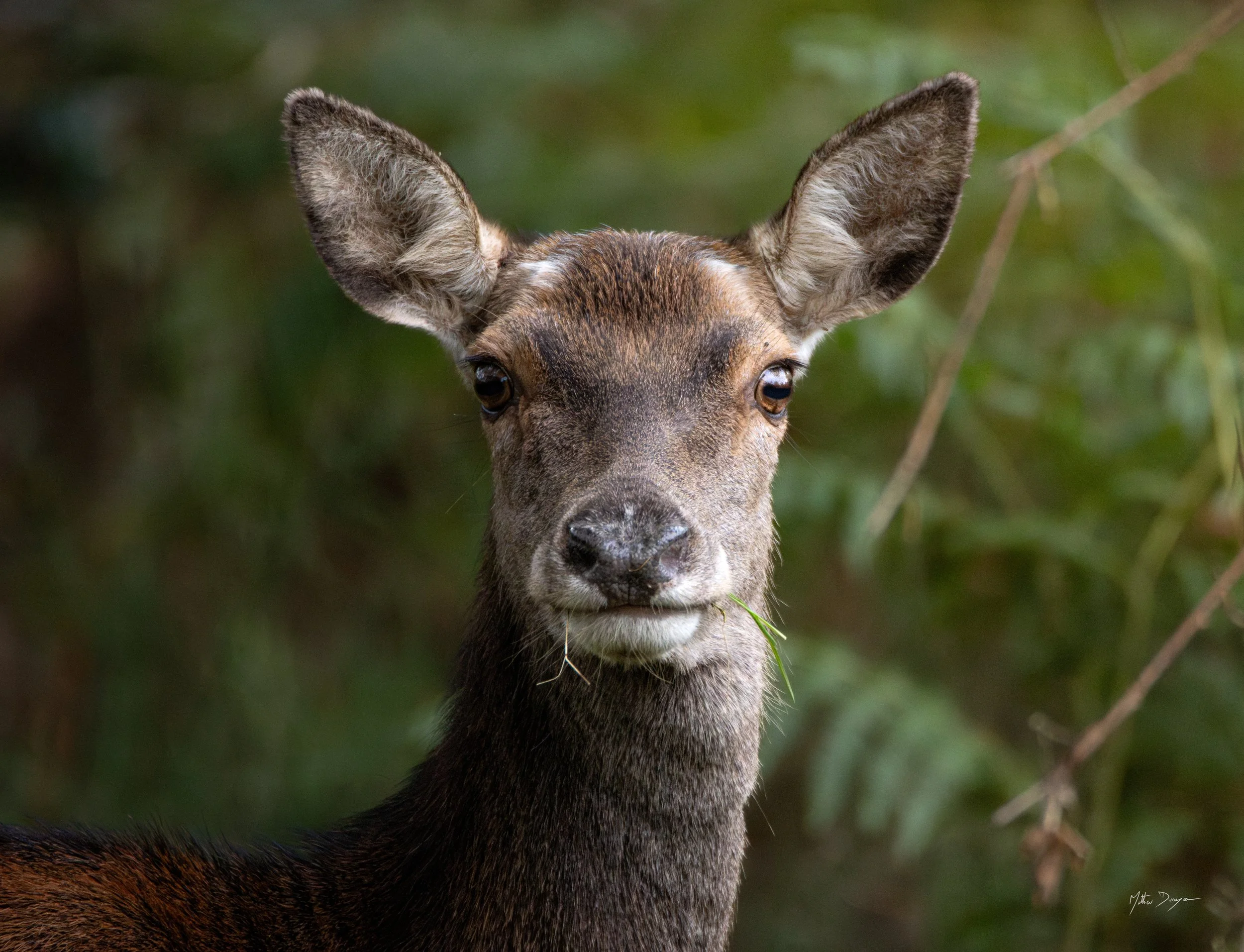 Portrait d'une biche.jpg