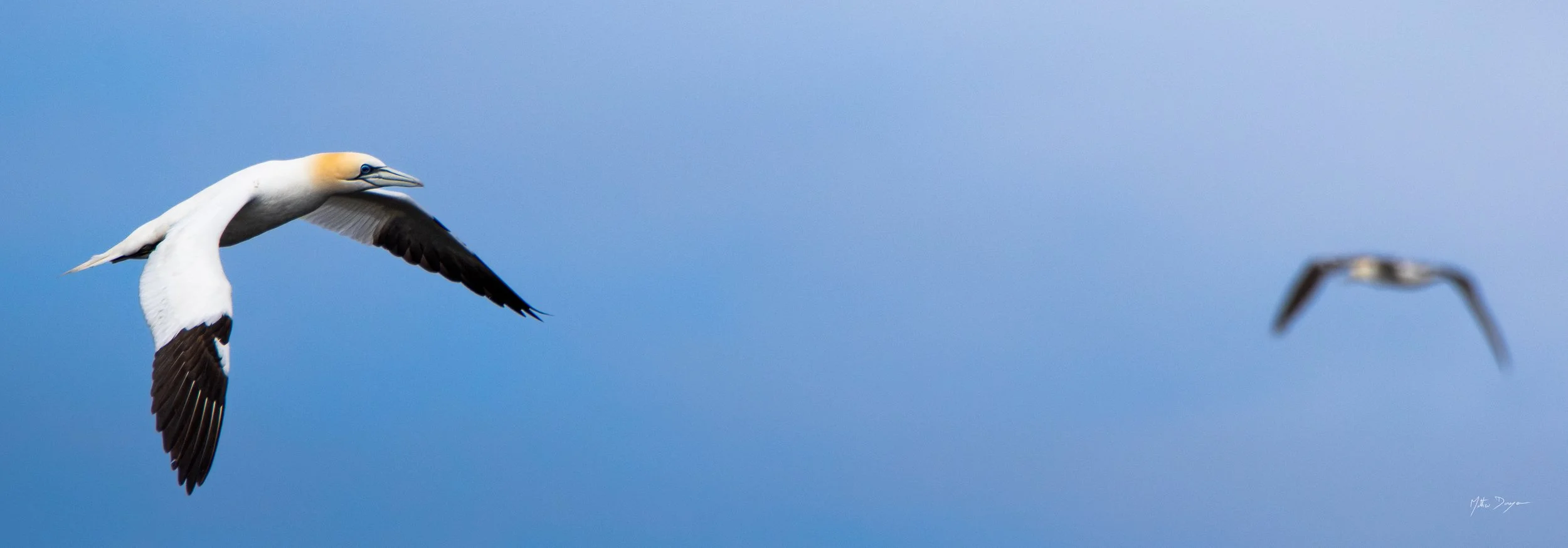 Fou de bassan miroir.jpg