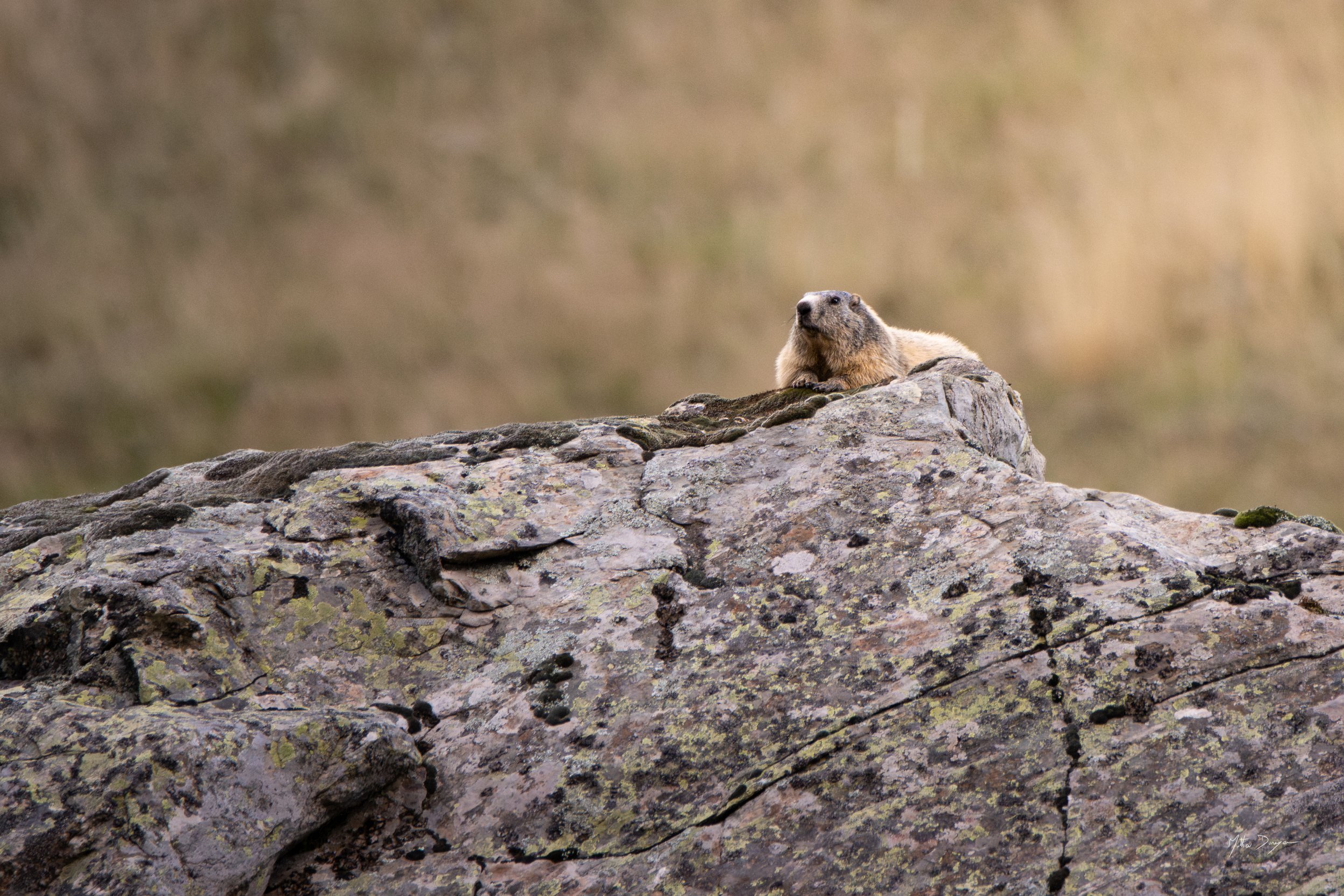 Marmotte posée.jpg